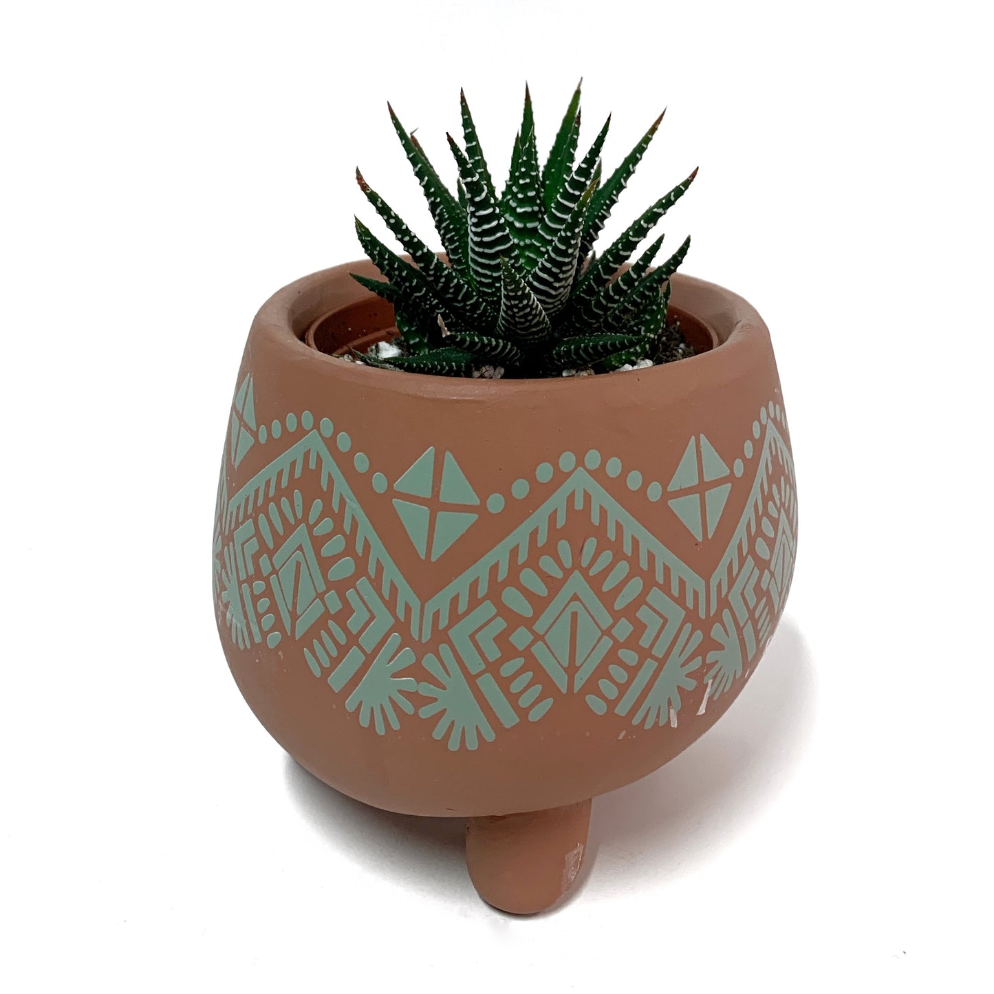 Haworthia | 2''