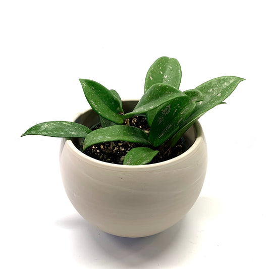 Hoya Carnosa | 4’’