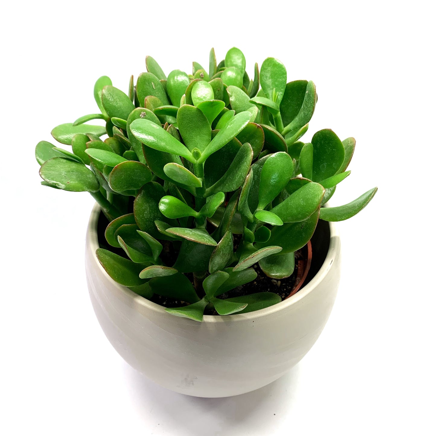 Crassula ovata