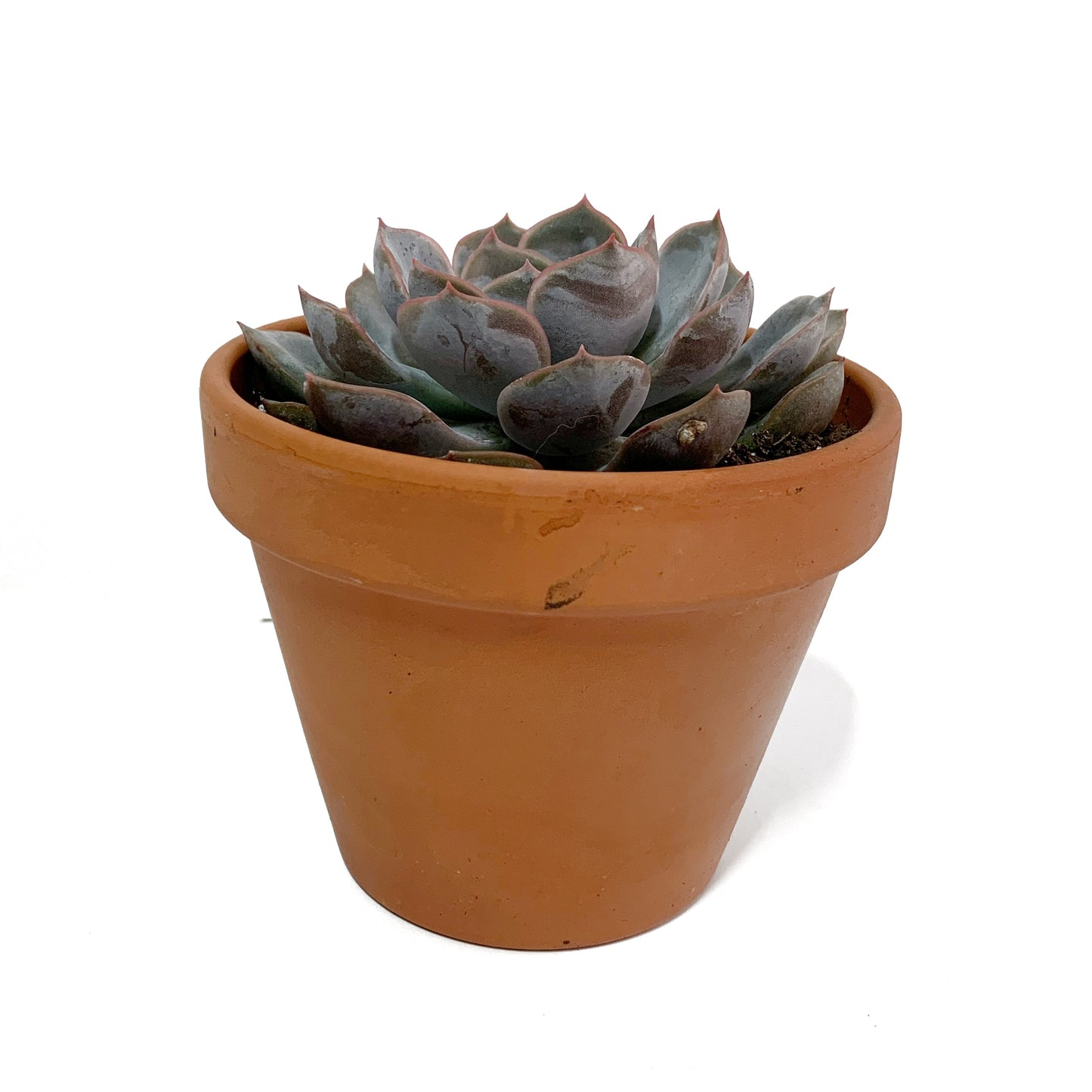 Echeveria | 4’’