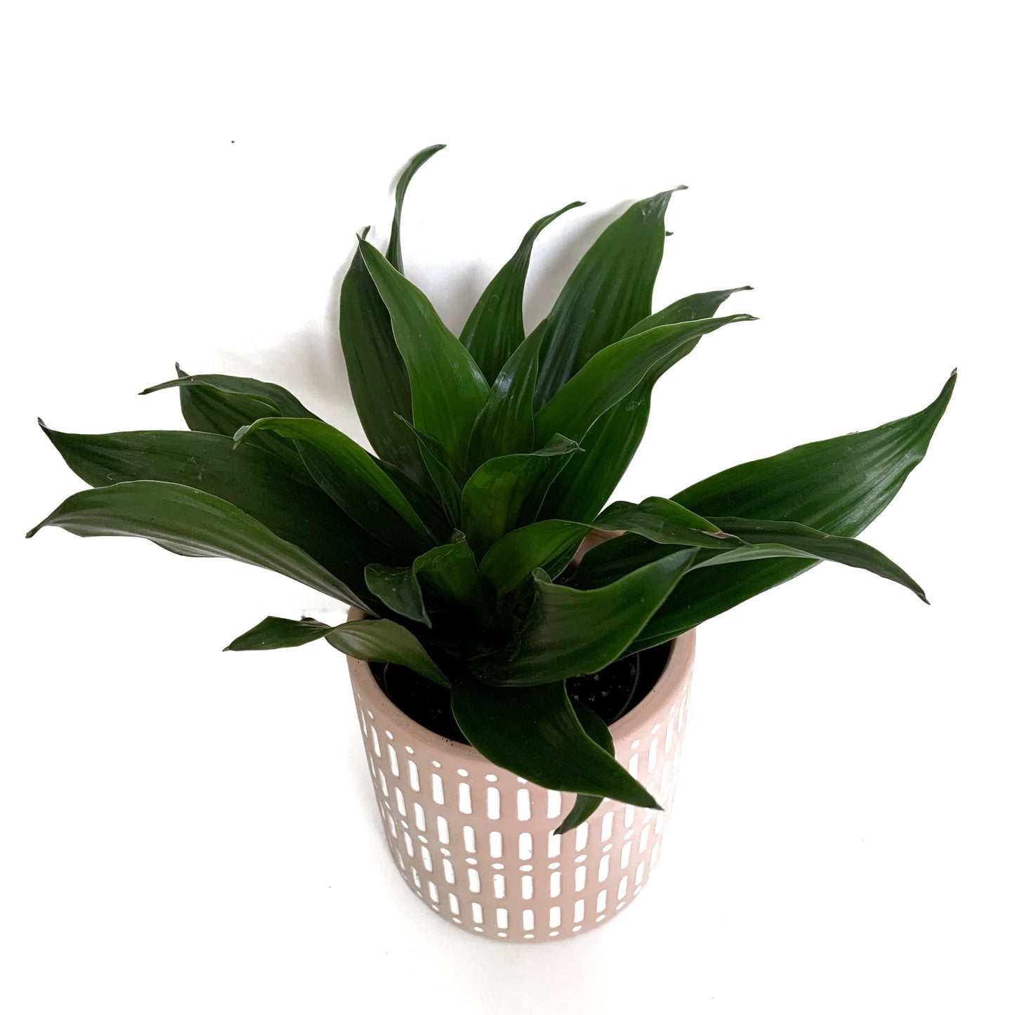Dracaena Janet Craig