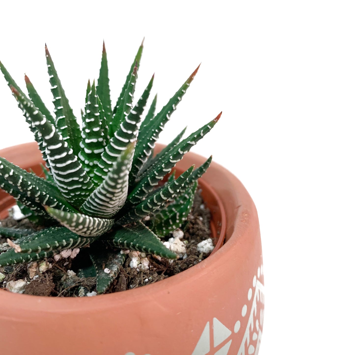 Haworthia | 2''