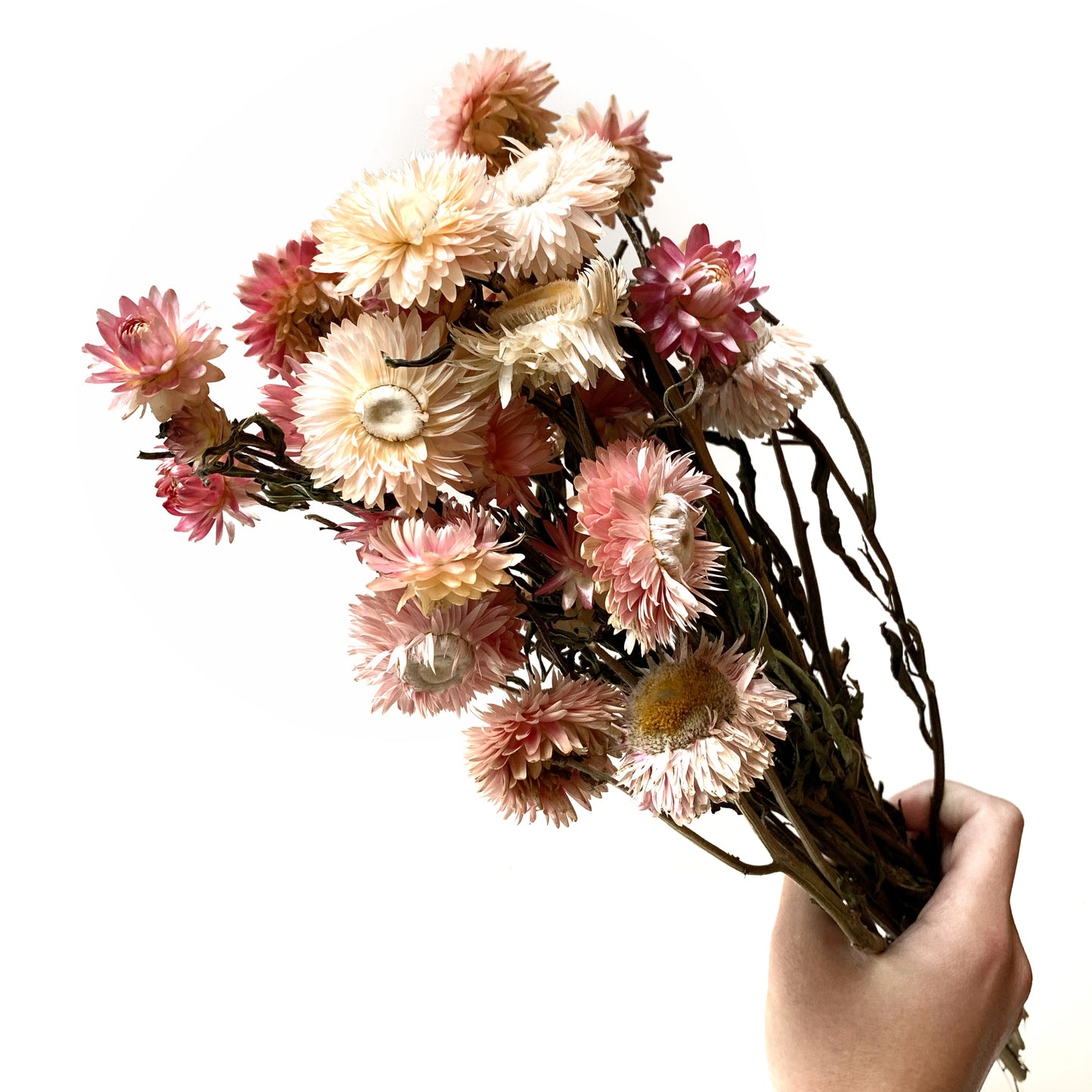 Bouquet d’helichrysum séchée