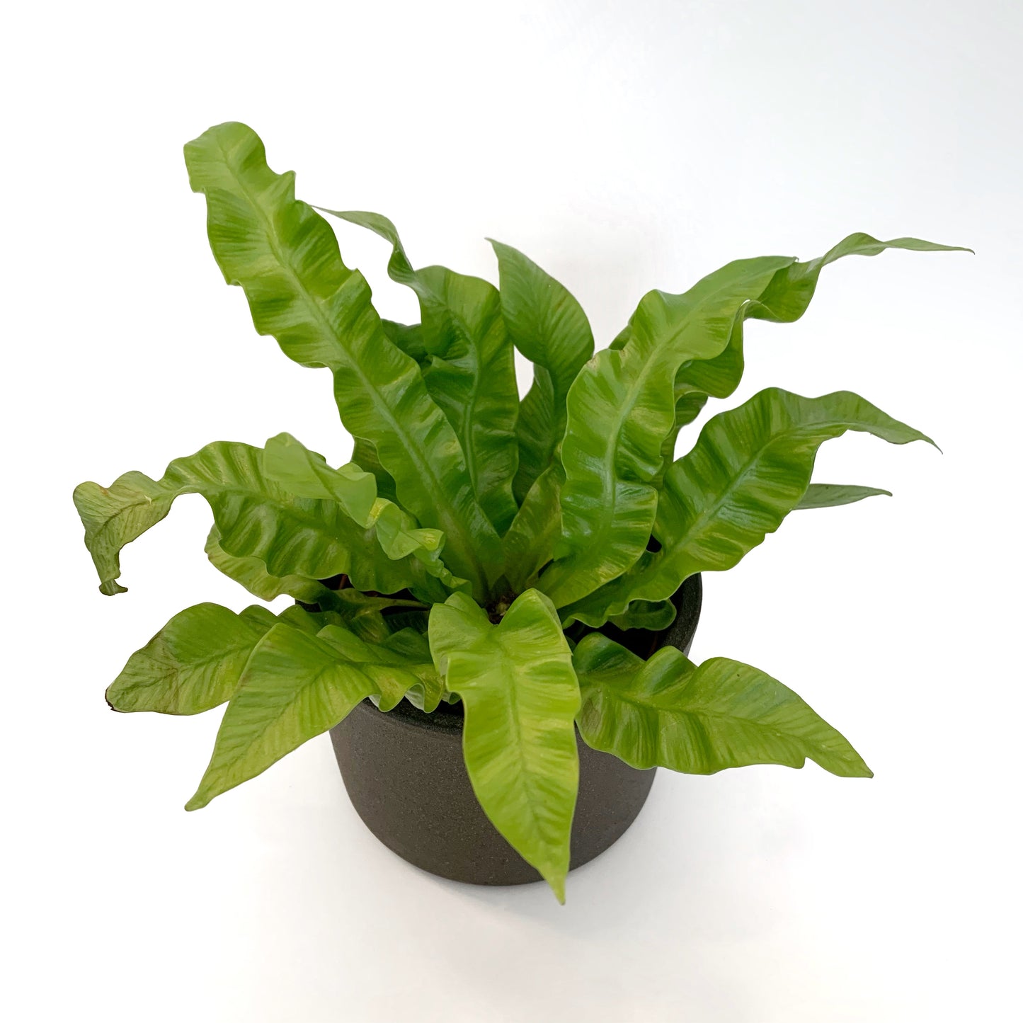 Fougère Asplenium Nidus Crispy