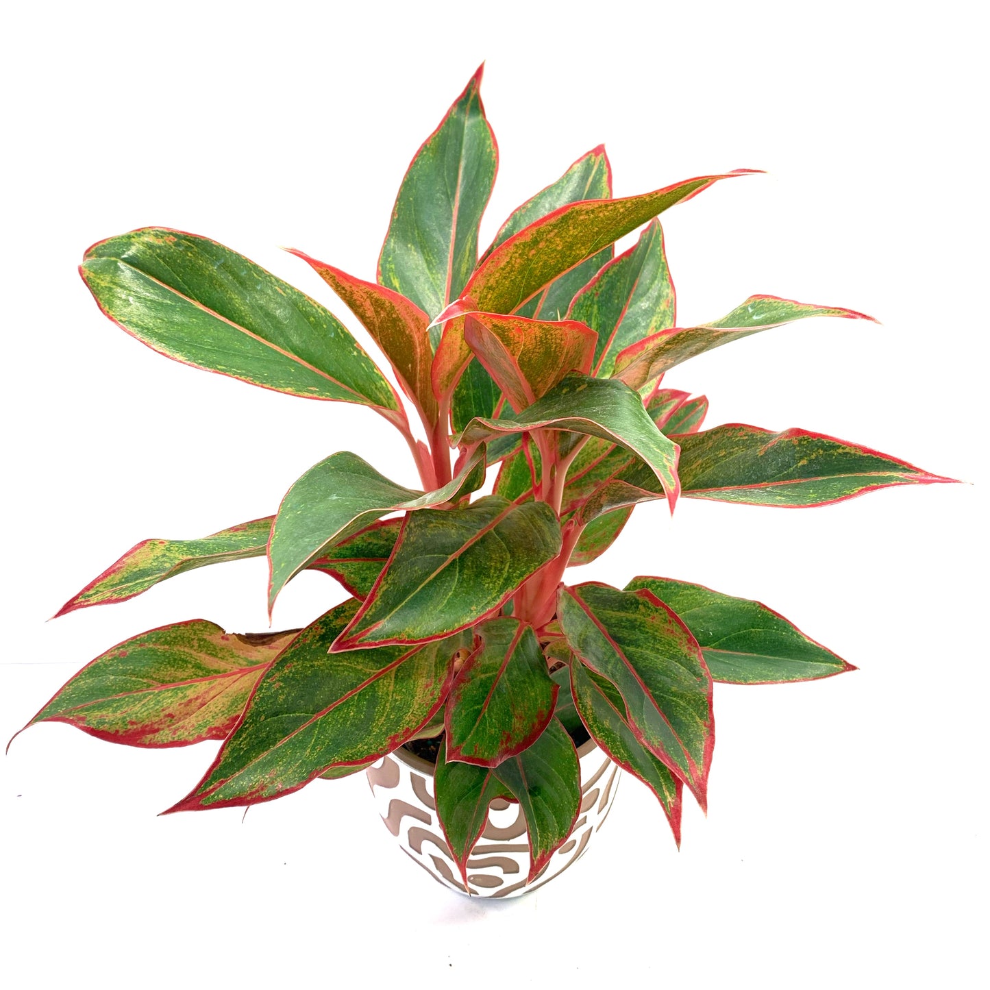 Aglaonema ‘Red Siam’