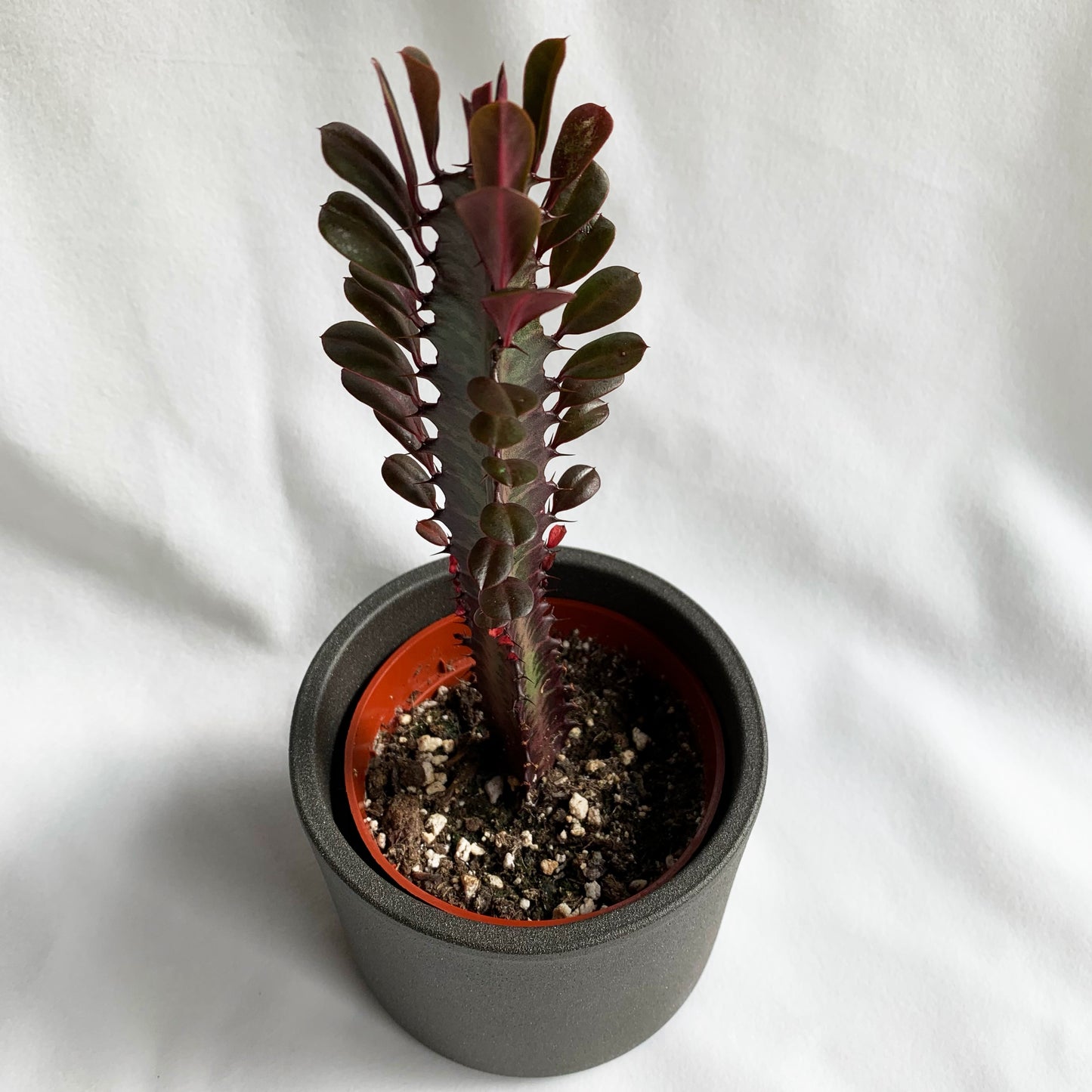 Euphorbia trigona | 4’’