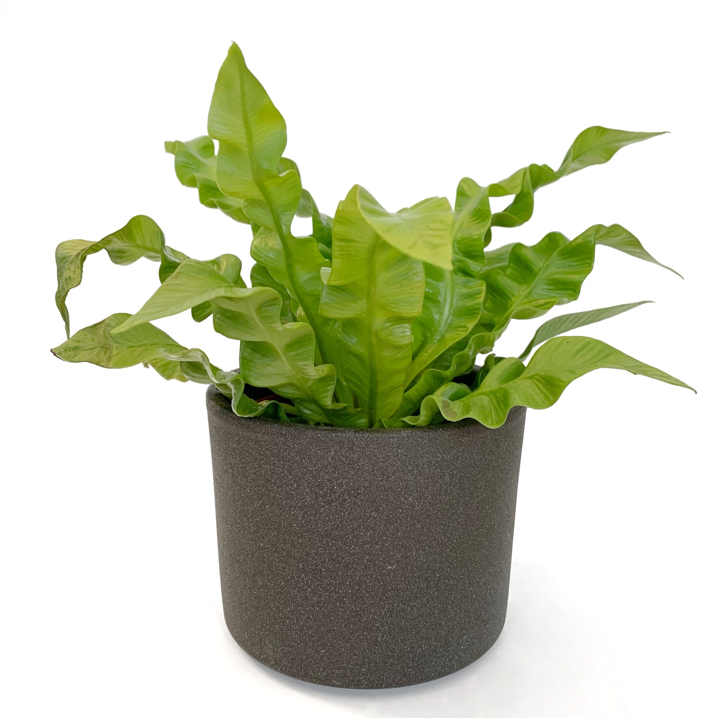 Fougère Asplenium Nidus Crispy