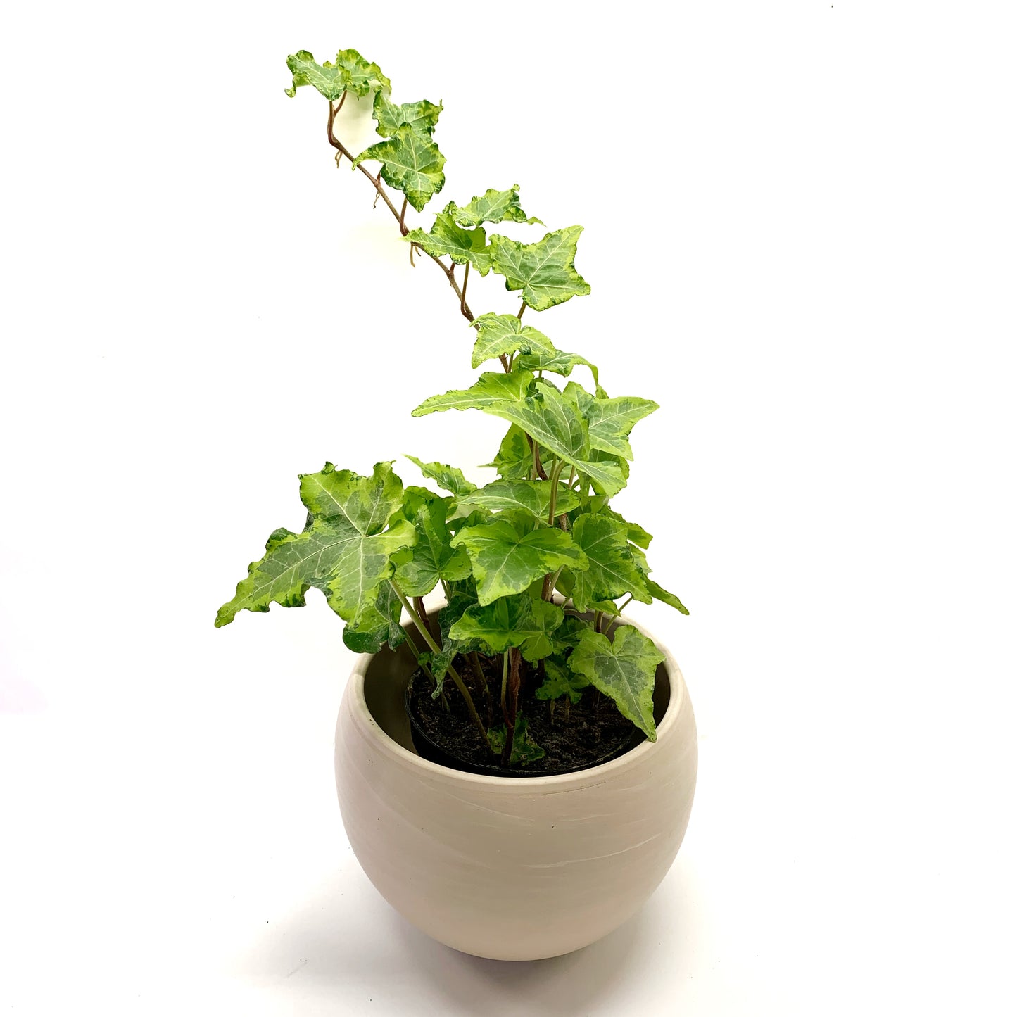 Hedera Helix | 3,5’’