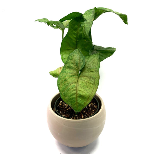 Syngonium Gold Allusion | 4’’
