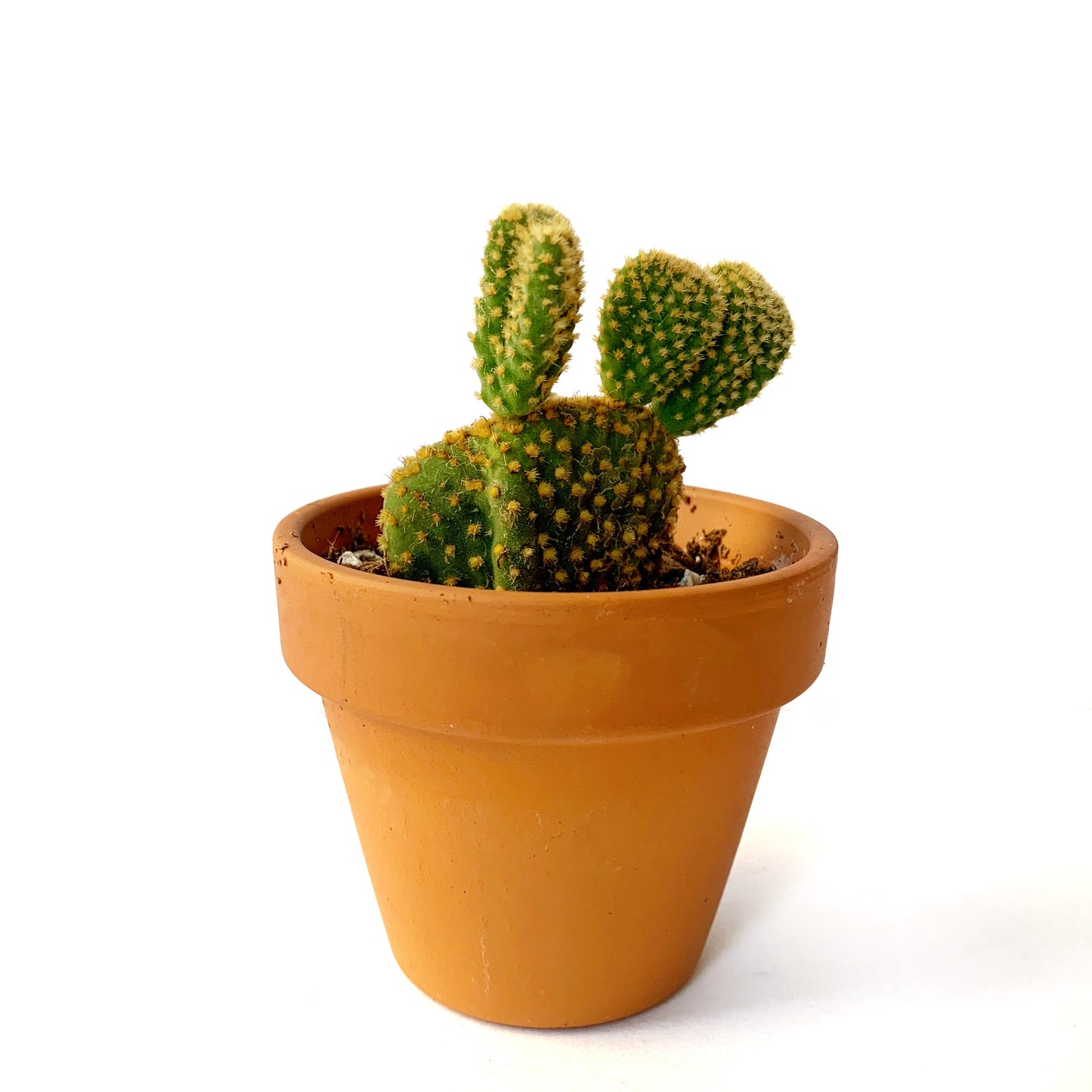 Opuntia microdasys | 2,5"
