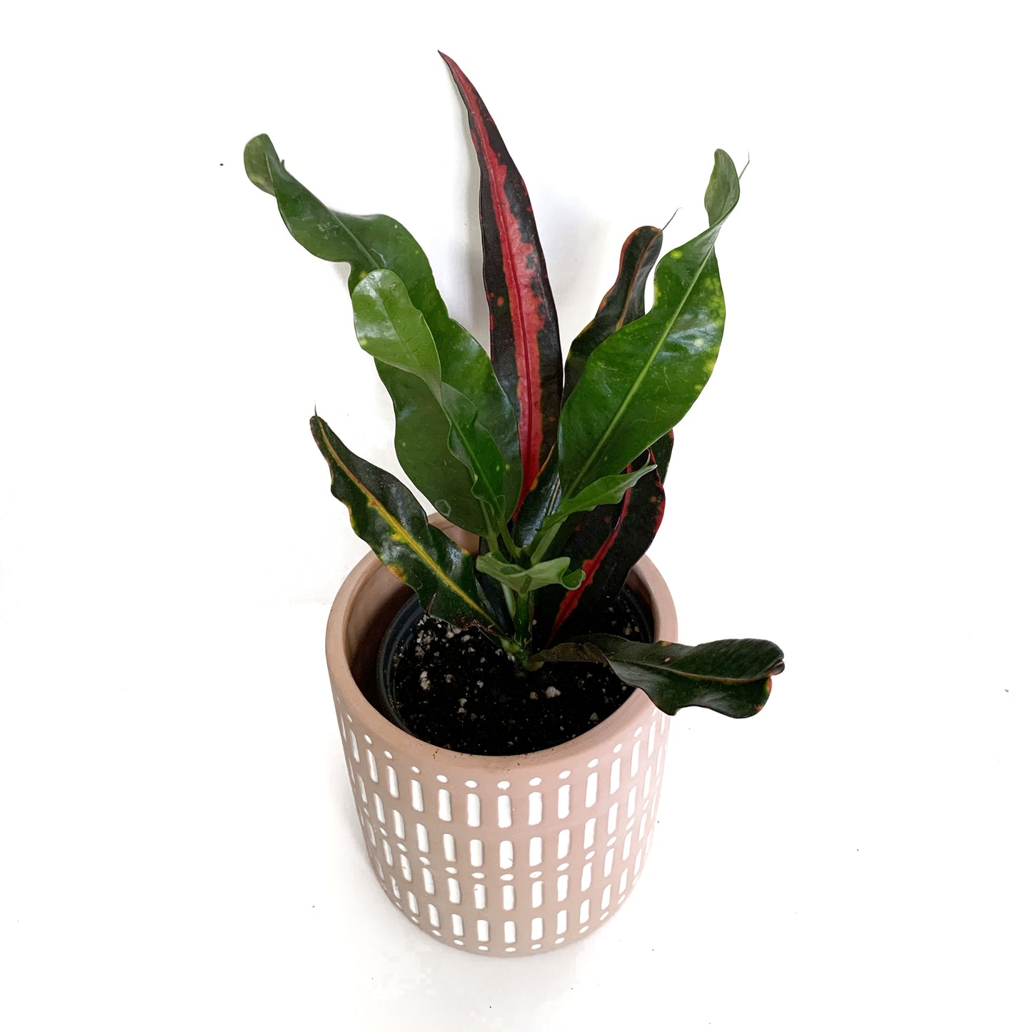 Croton mammy | 3,5’’