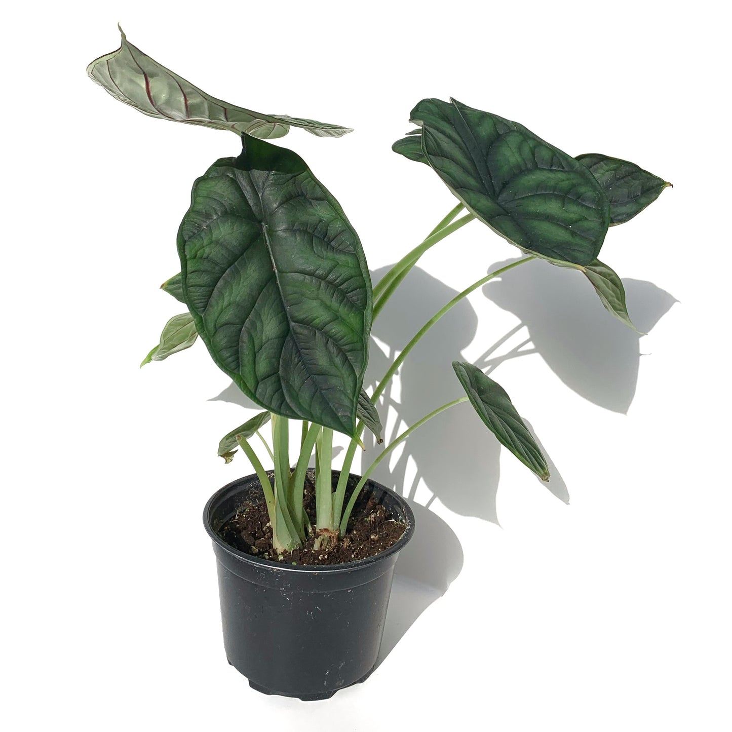 Alocasia Dragon Scale