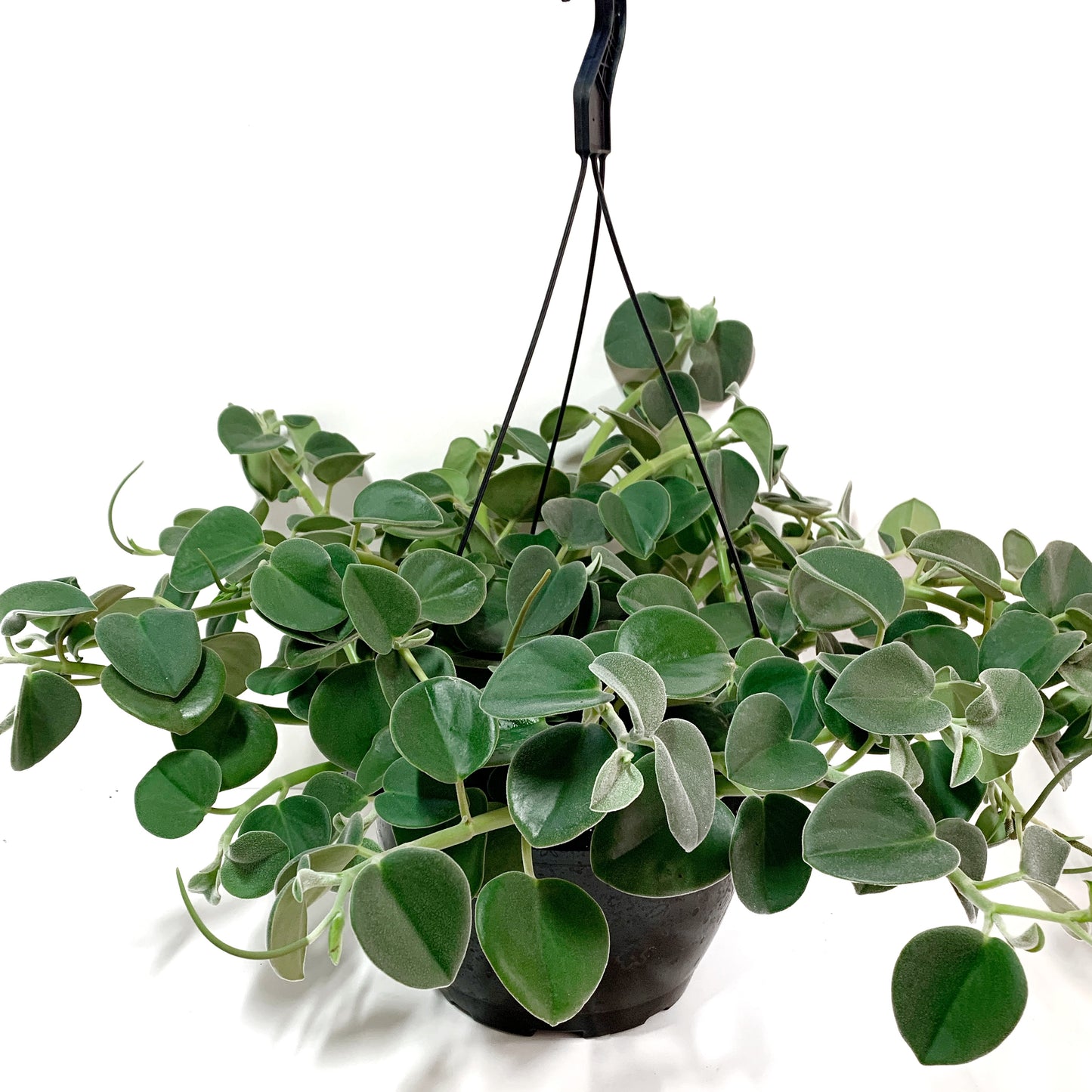 Peperomia | 10" | suspendu