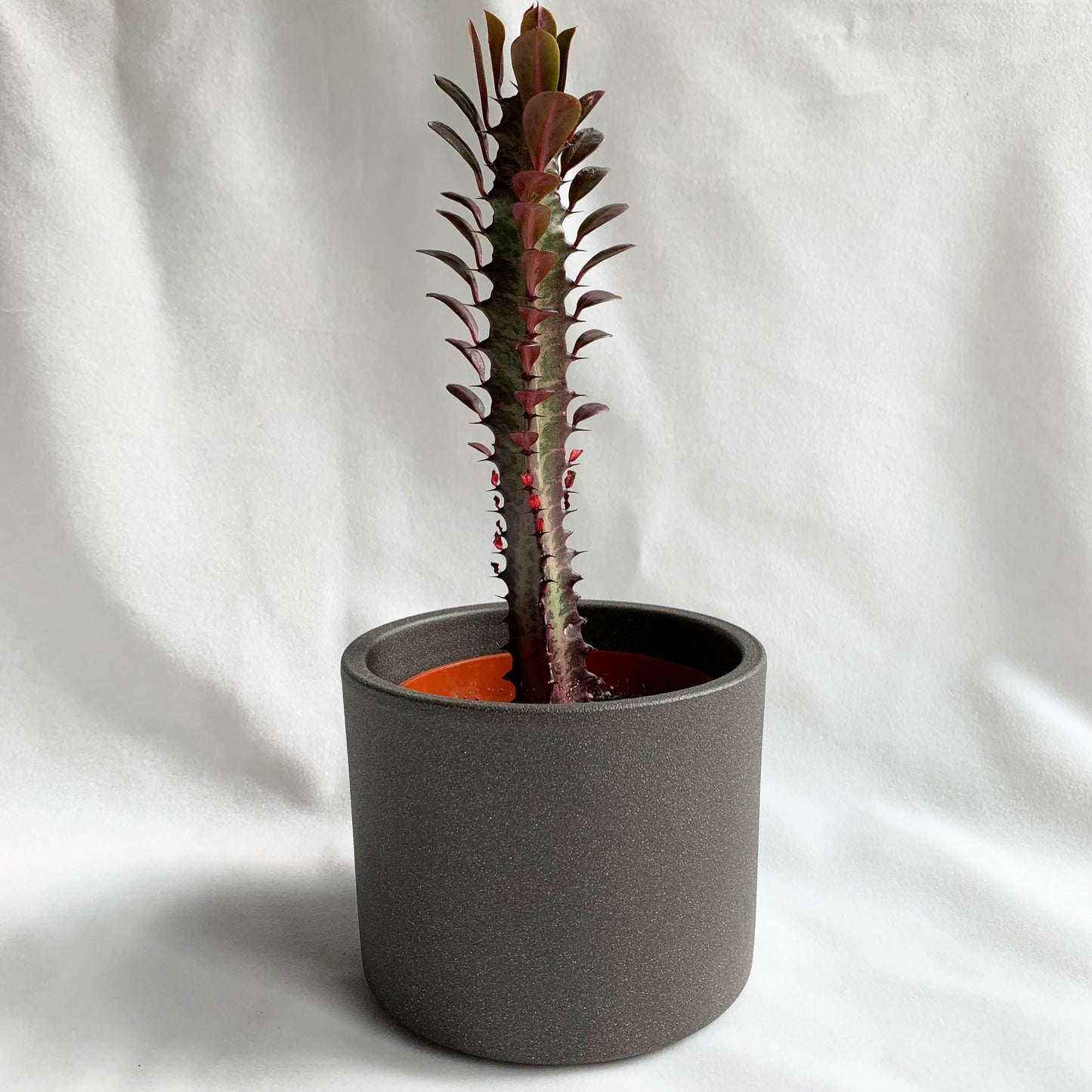 Euphorbia trigona | 4’’