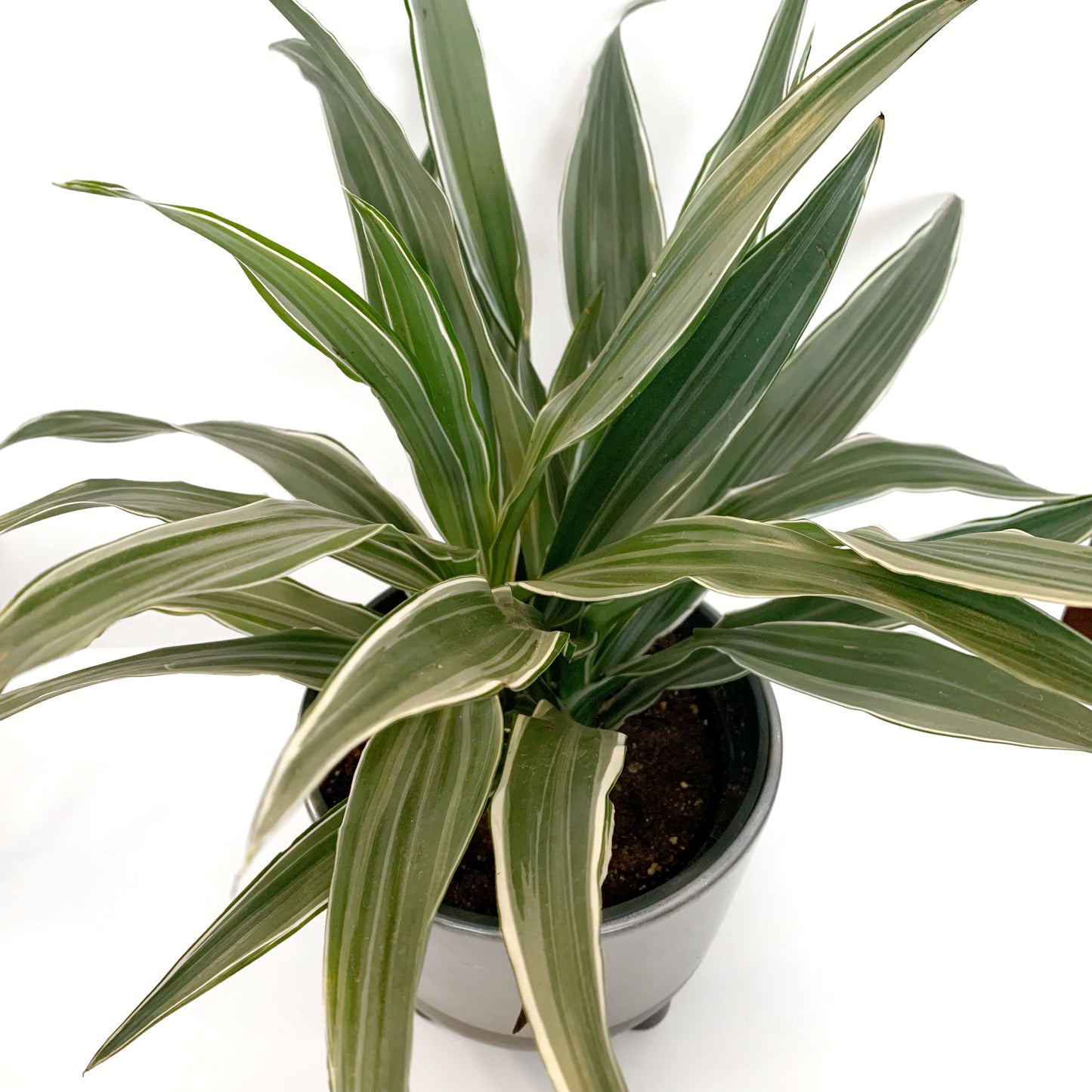 Dracaena Warneckii