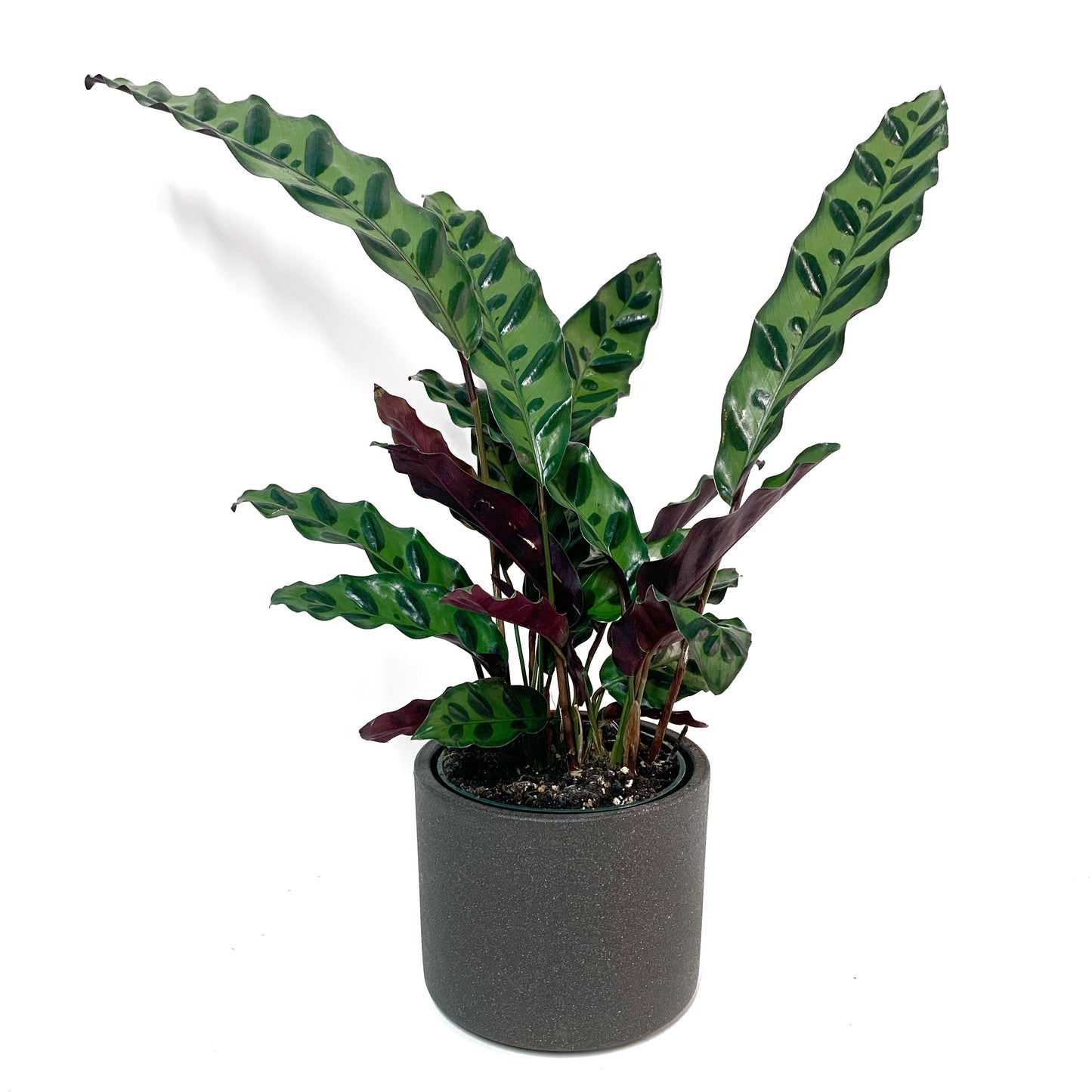 Calathea Lancifolia | 4''