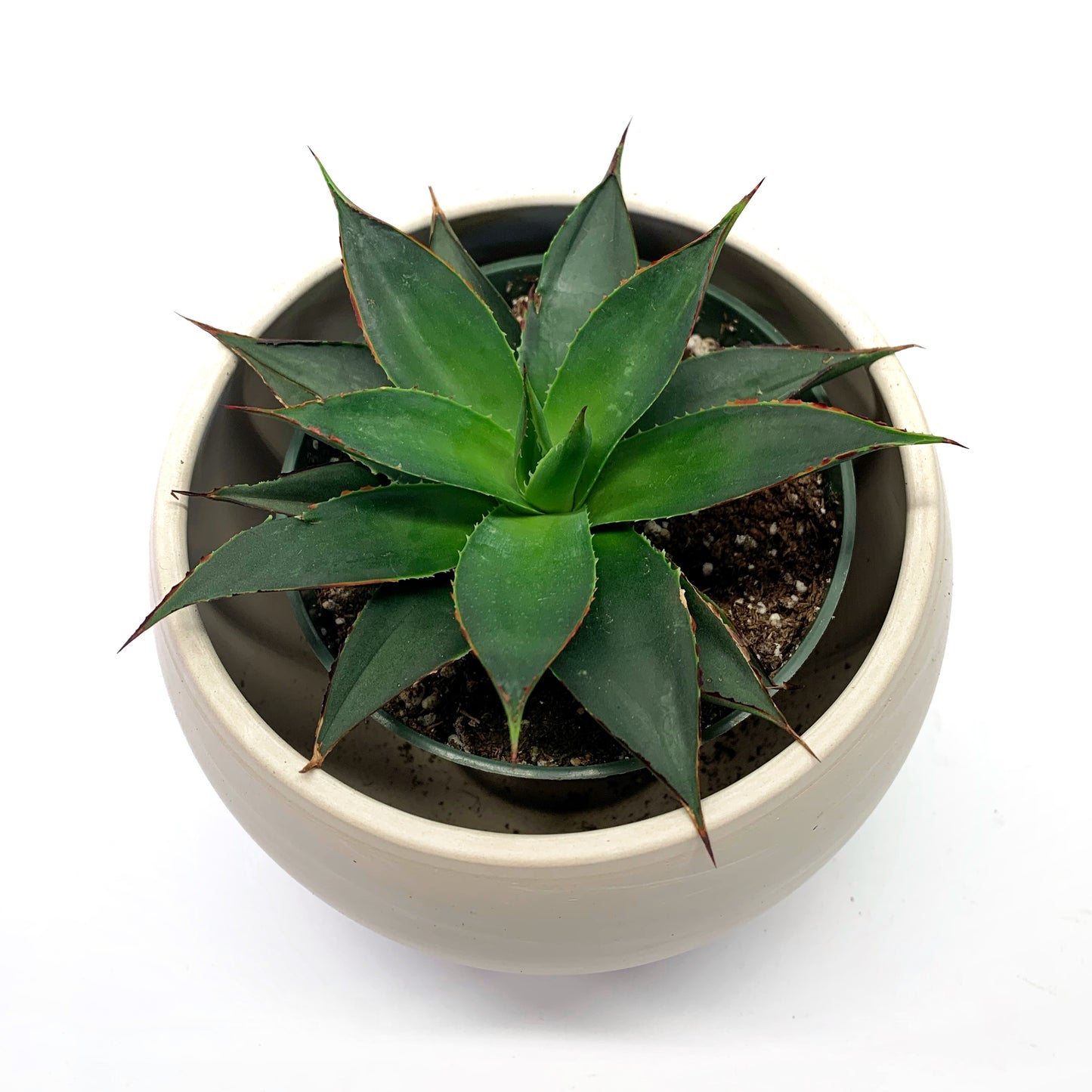 Agave | 4’’