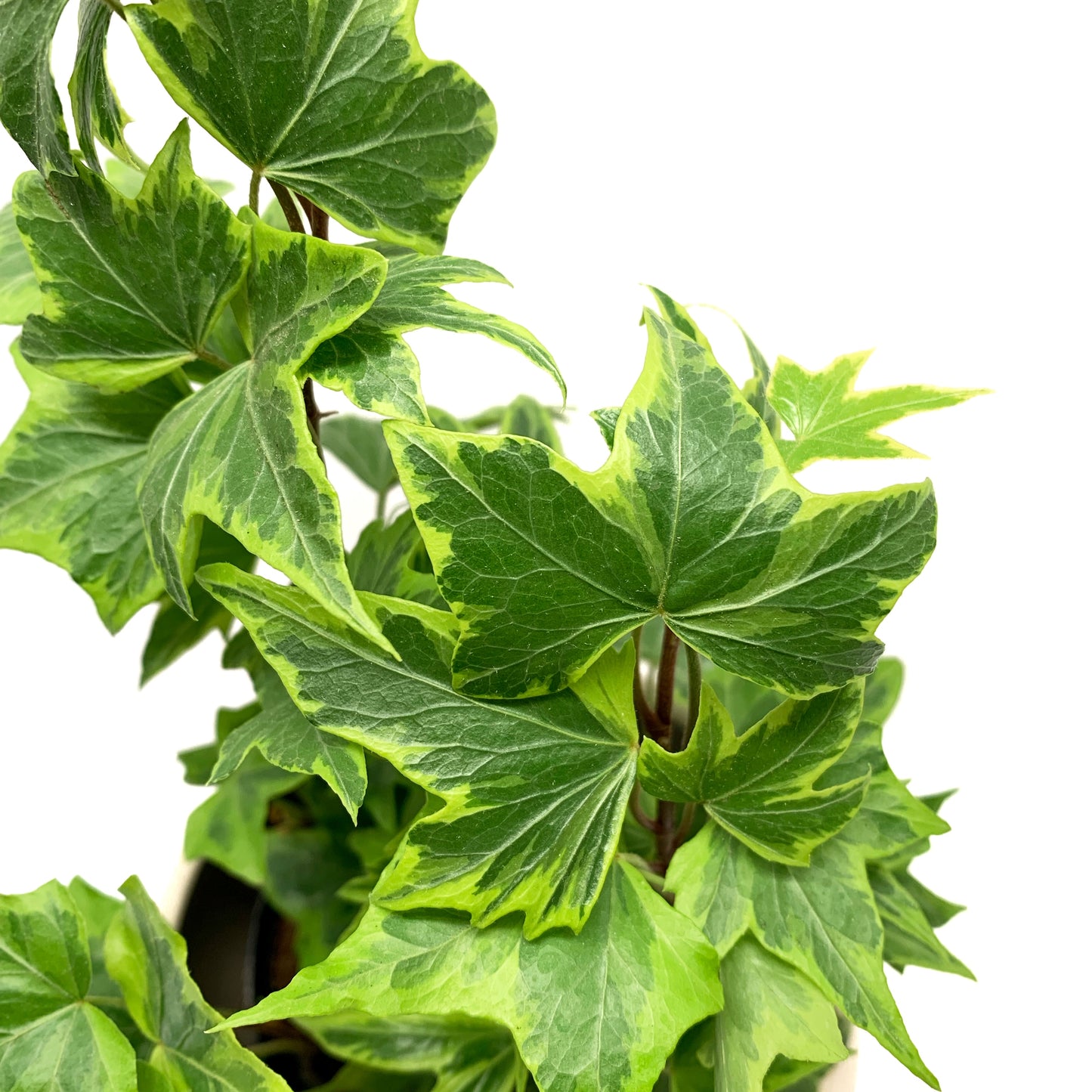 Hedera Helix