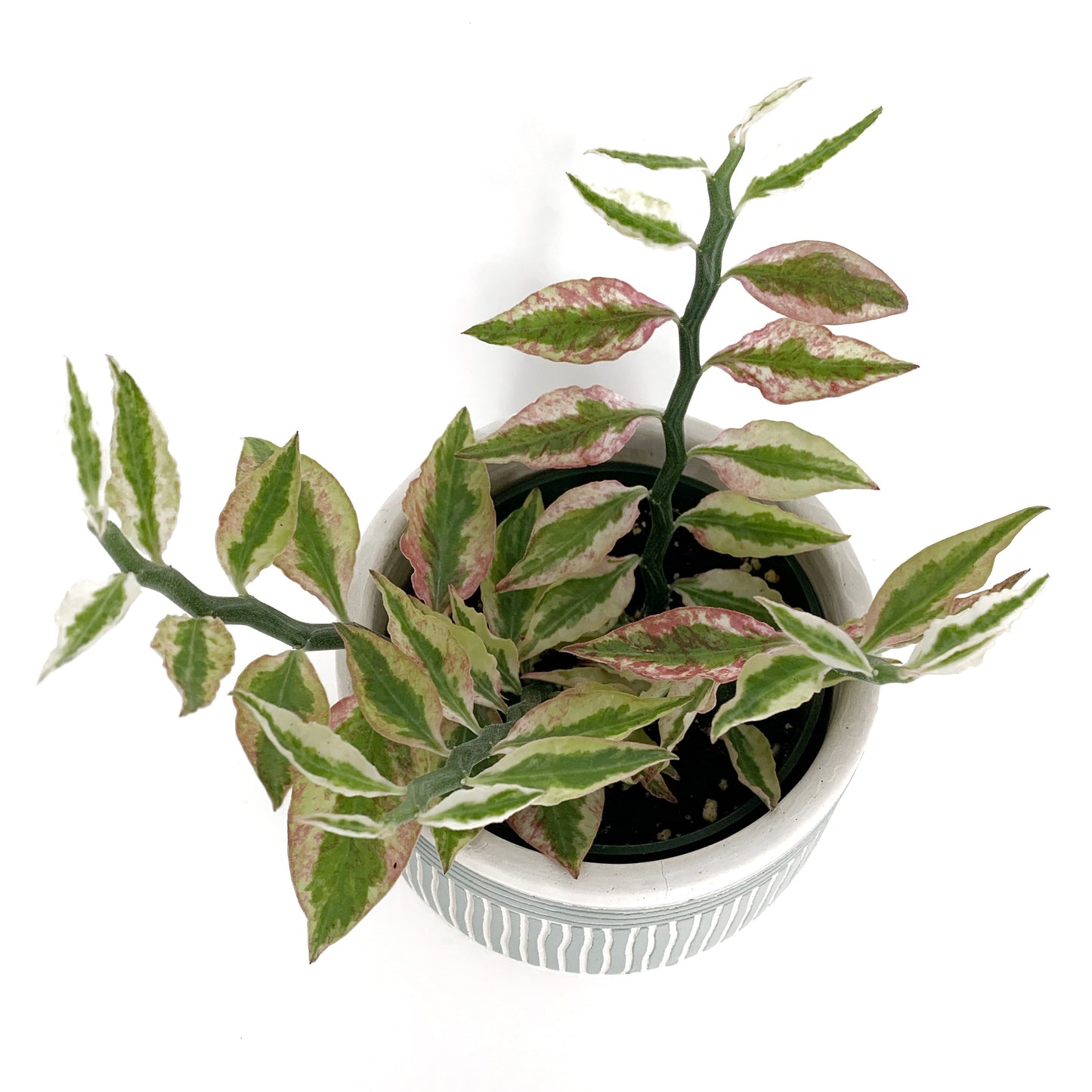 Pedilanthus tithymaloides | 4’'