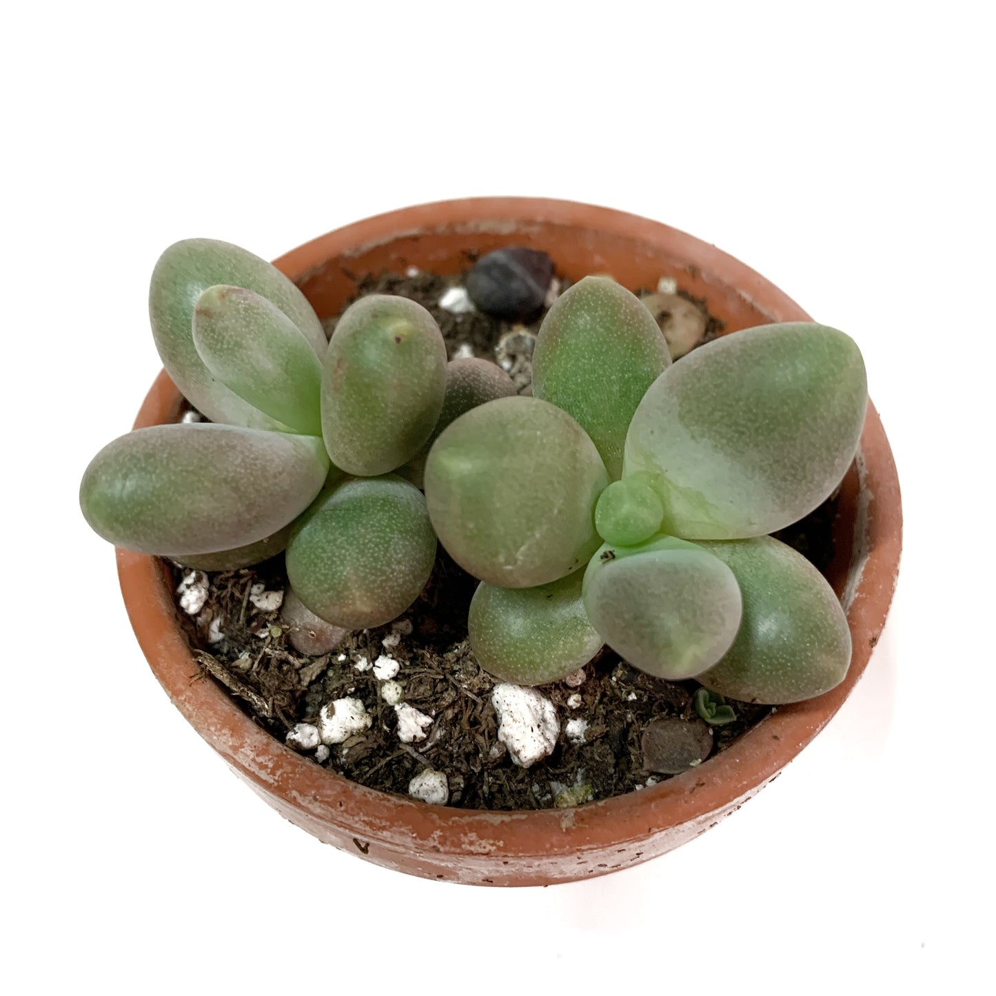 Pachyphytum oviferum | 2,5’’