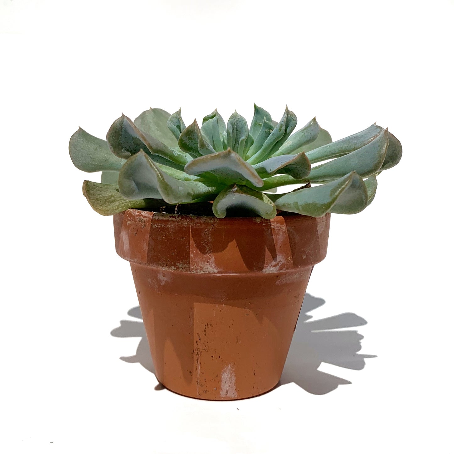 Echeveria Runyonii 'topsy turvy' | 2,5"