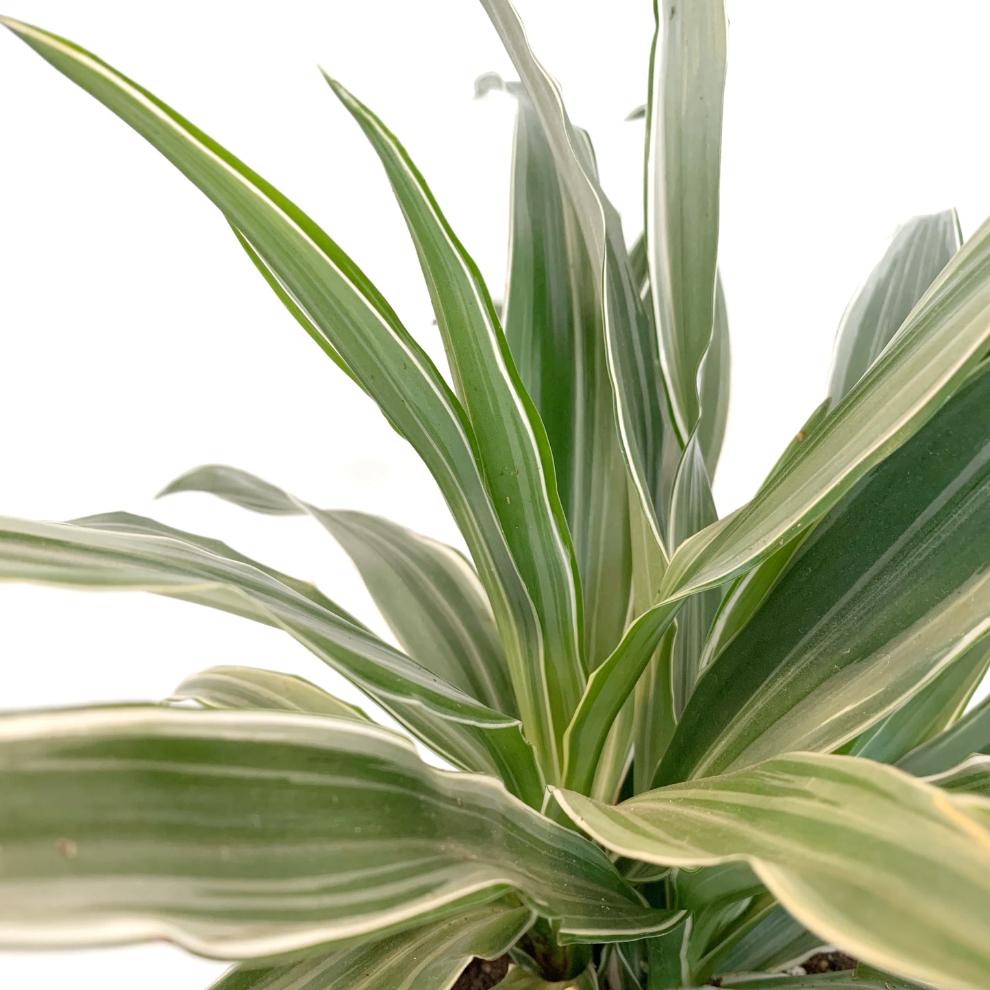 Dracaena Warneckii