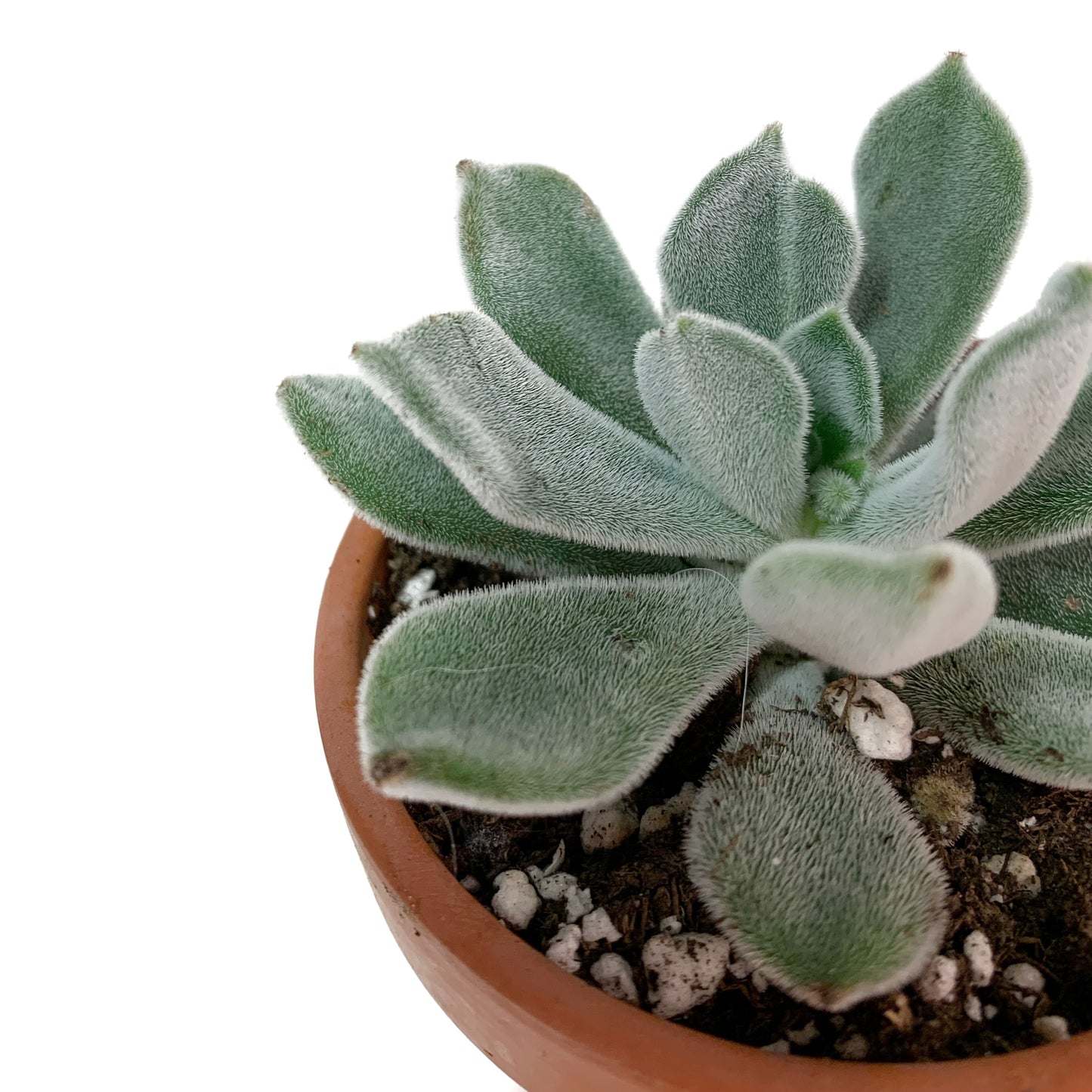 Echeveria Doris Taylor | 2,5’’