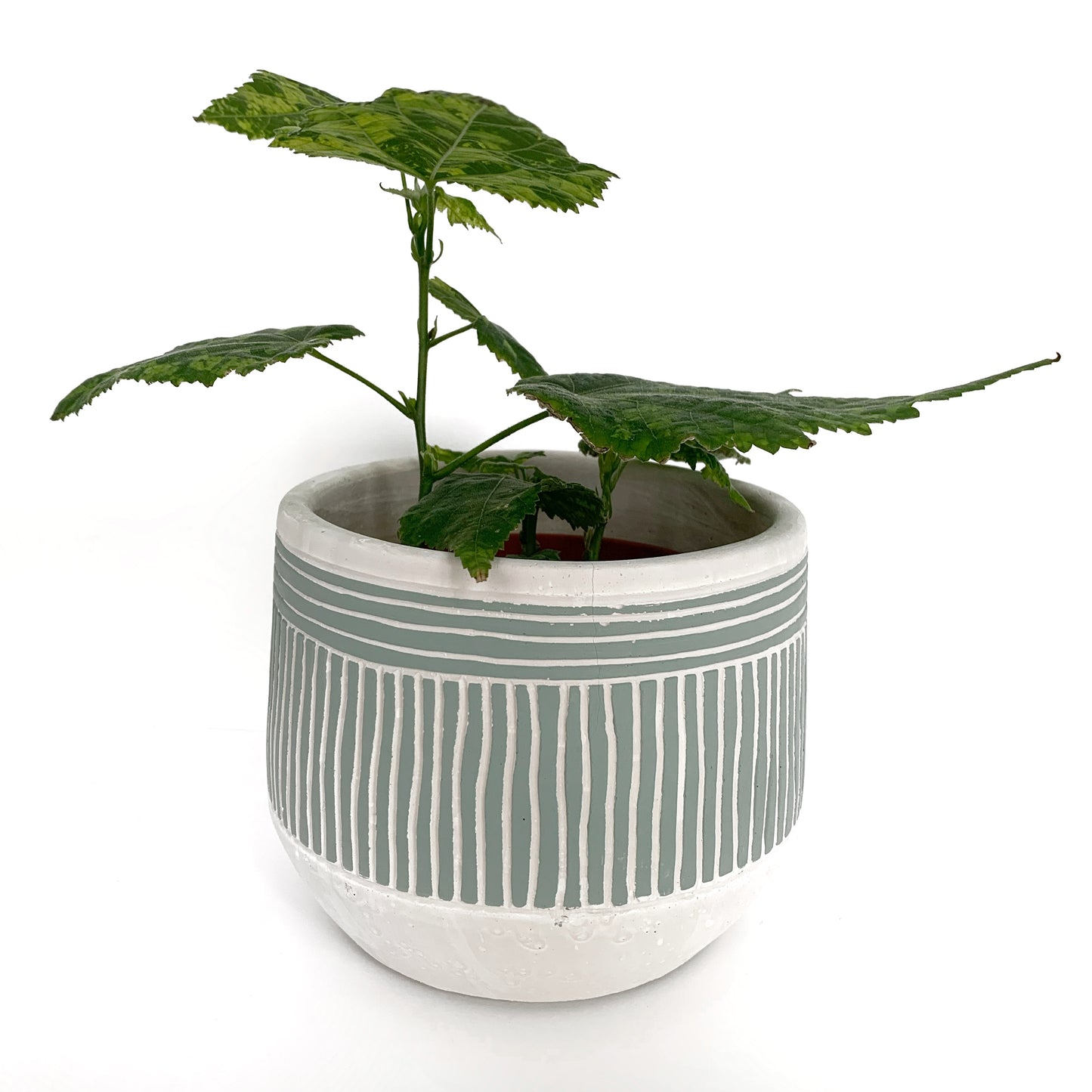 Abutilon Pictum | 4’’