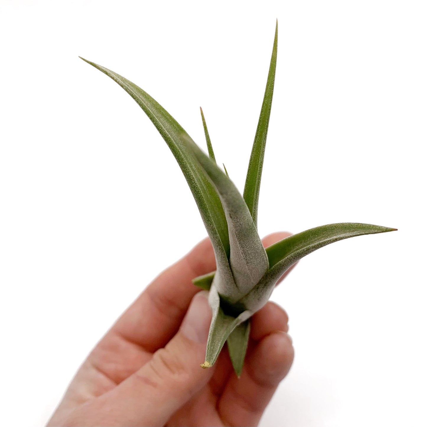 Tillandsia
