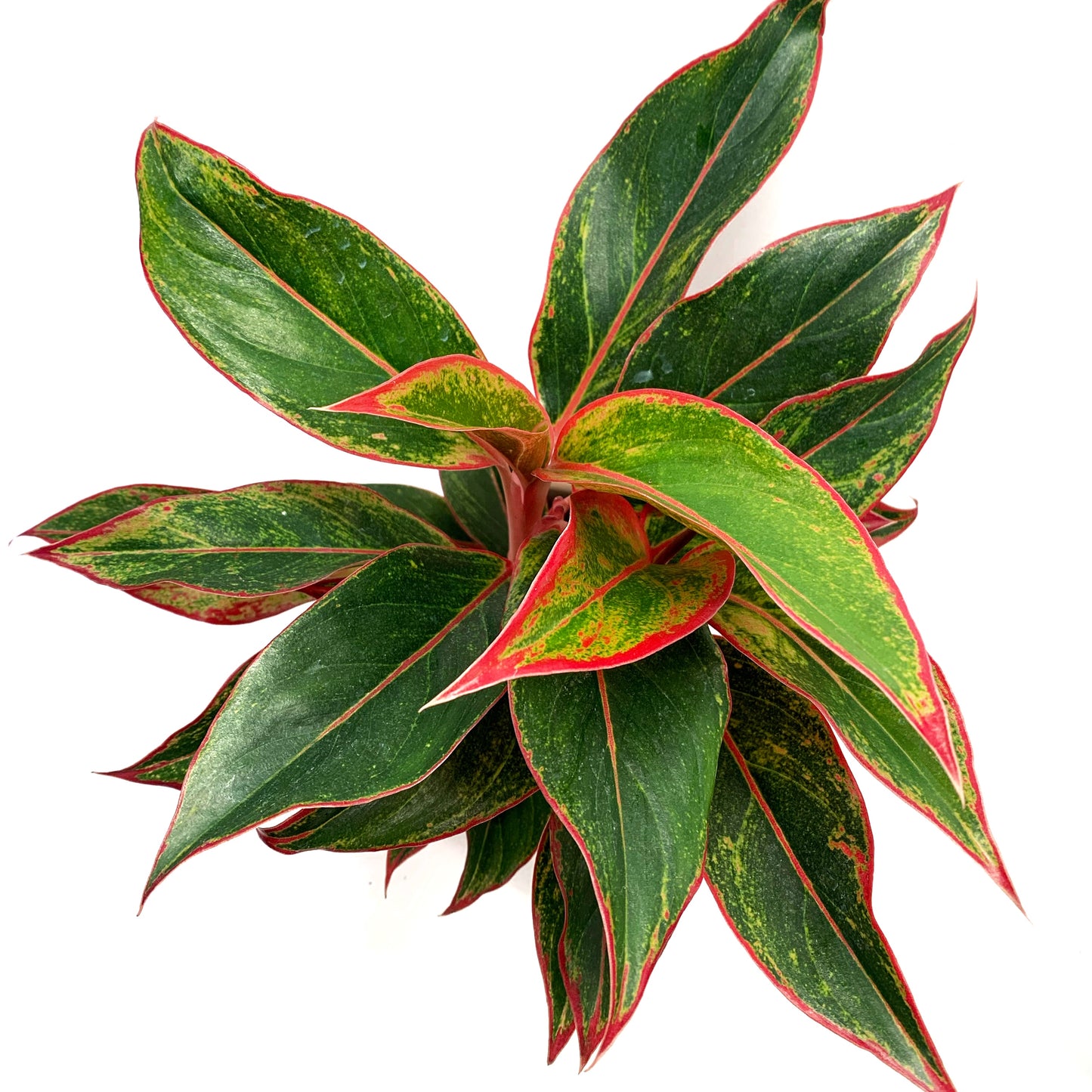 Aglaonema ‘Red Siam’