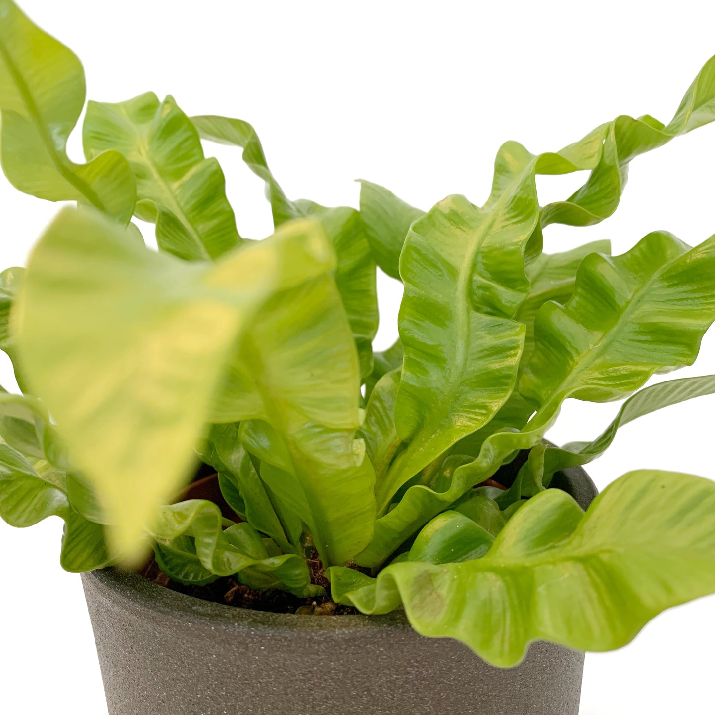 Fougère Asplenium Nidus Crispy