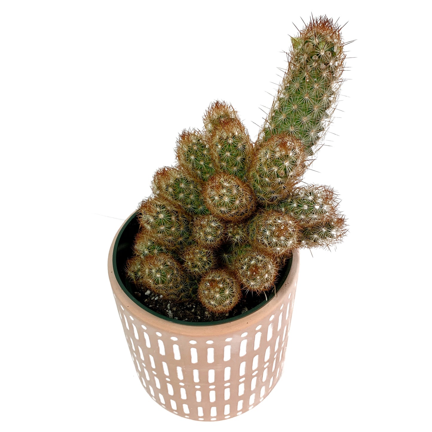 Mamarilla elongata | 4’’