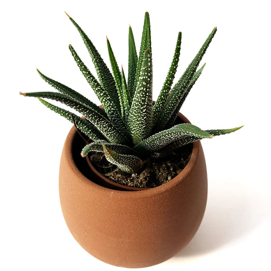 Haworthia | 2''