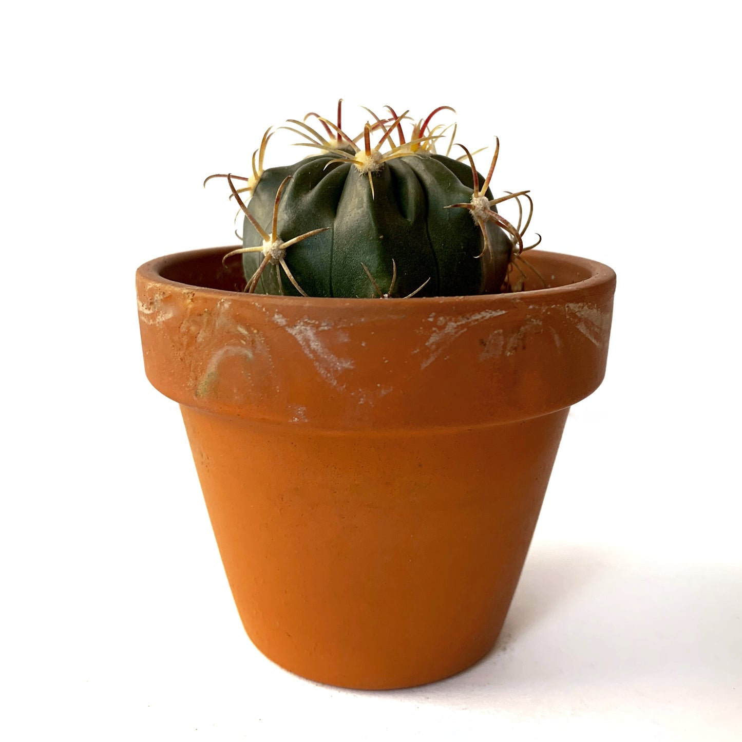 Ferocactus | 2,5"