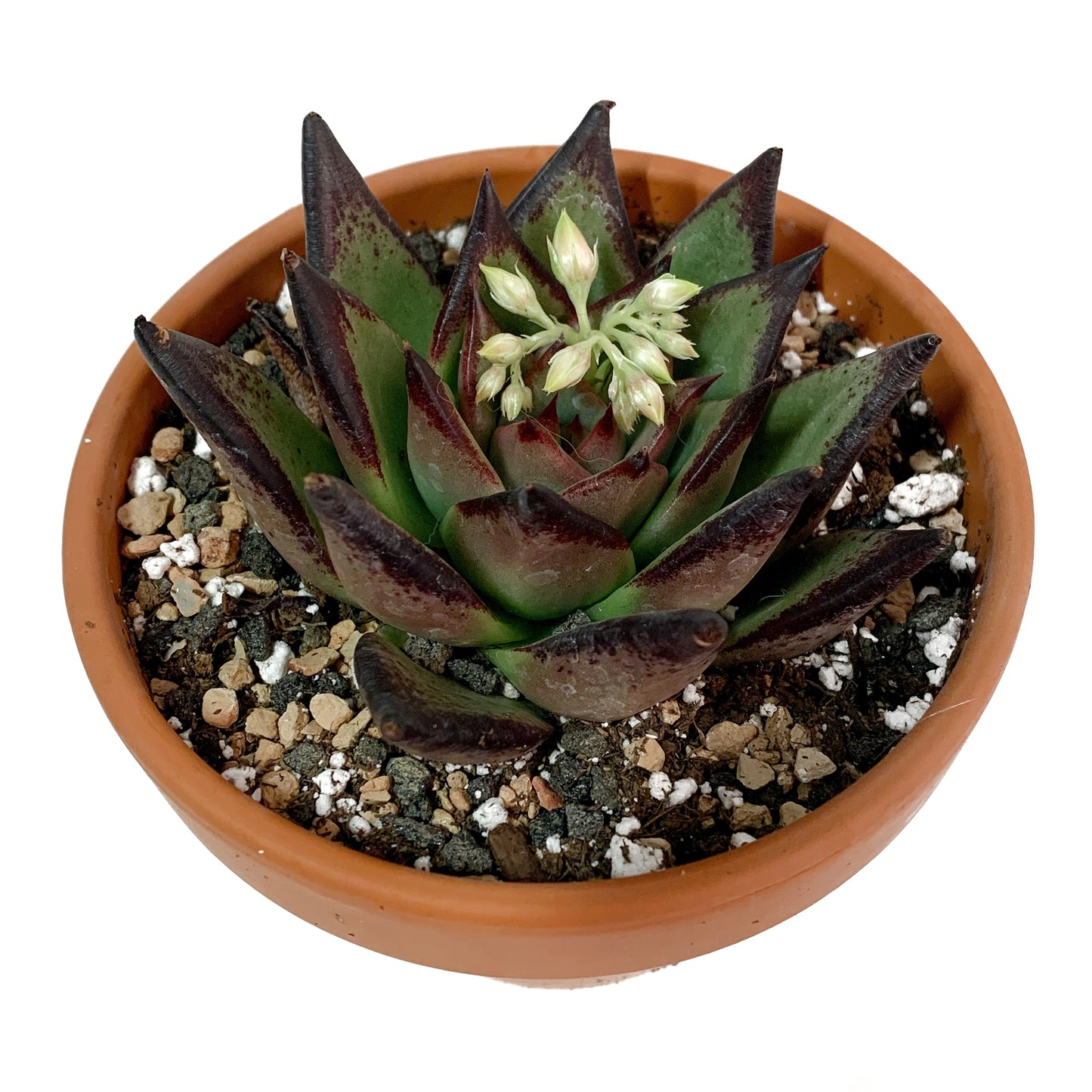 Echeveria agavoides | 4’’