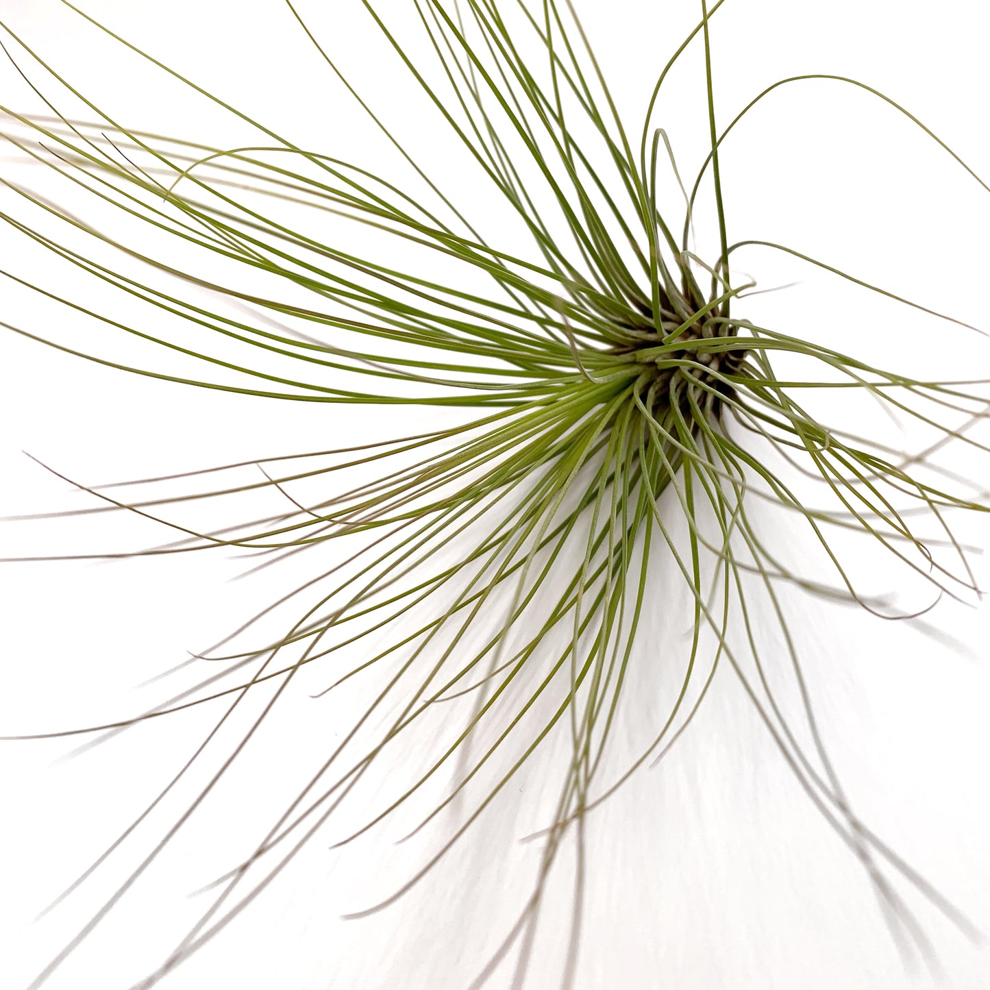 Tillandsia
