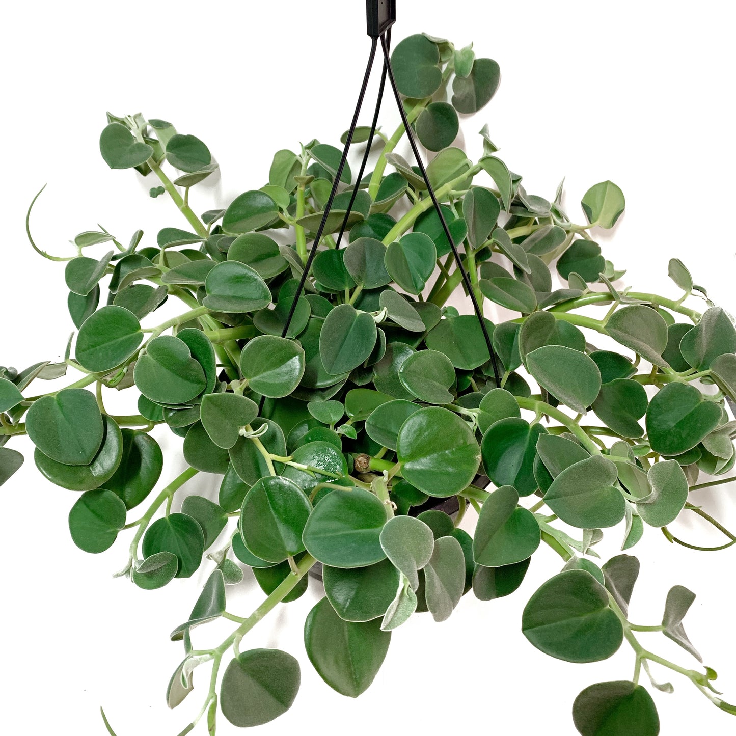 Peperomia | 10" | suspendu