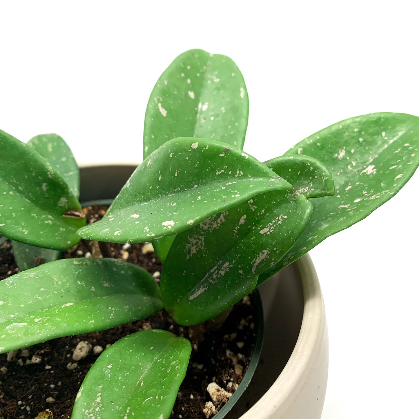 Hoya Carnosa | 4’’
