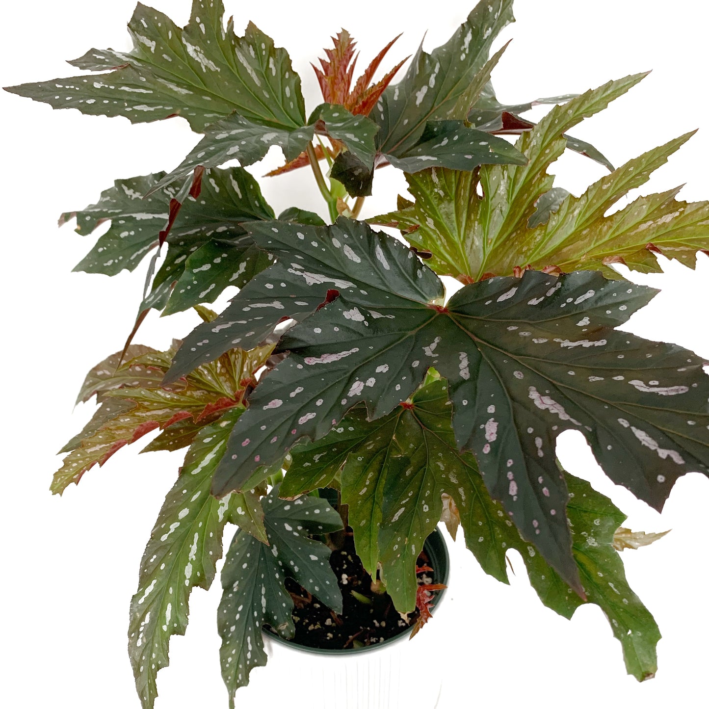 Begonia serratipetala | 6’’