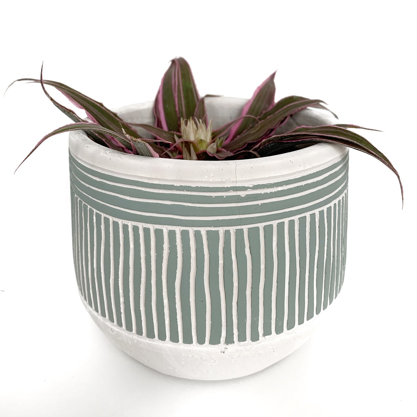 Cryptanthus | 4’’