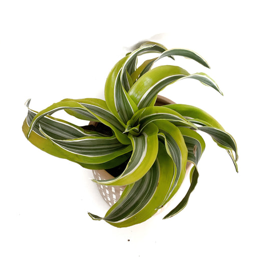 Dracaena Yellow Surprise