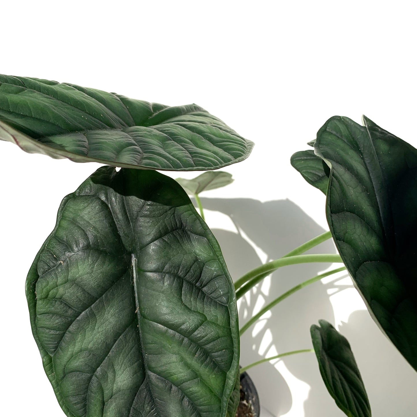 Alocasia Dragon Scale