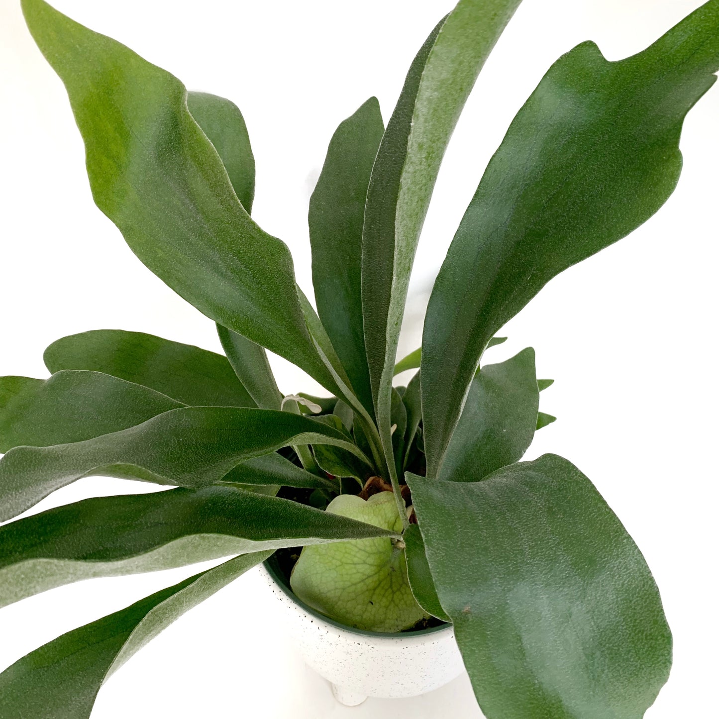 Platycerium | 6’’