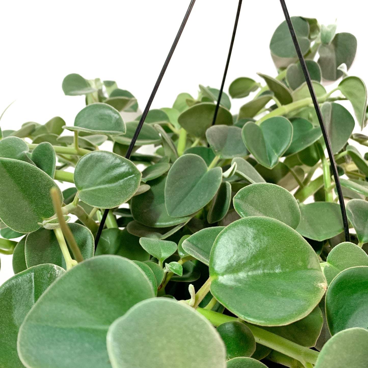 Peperomia | 10" | suspendu