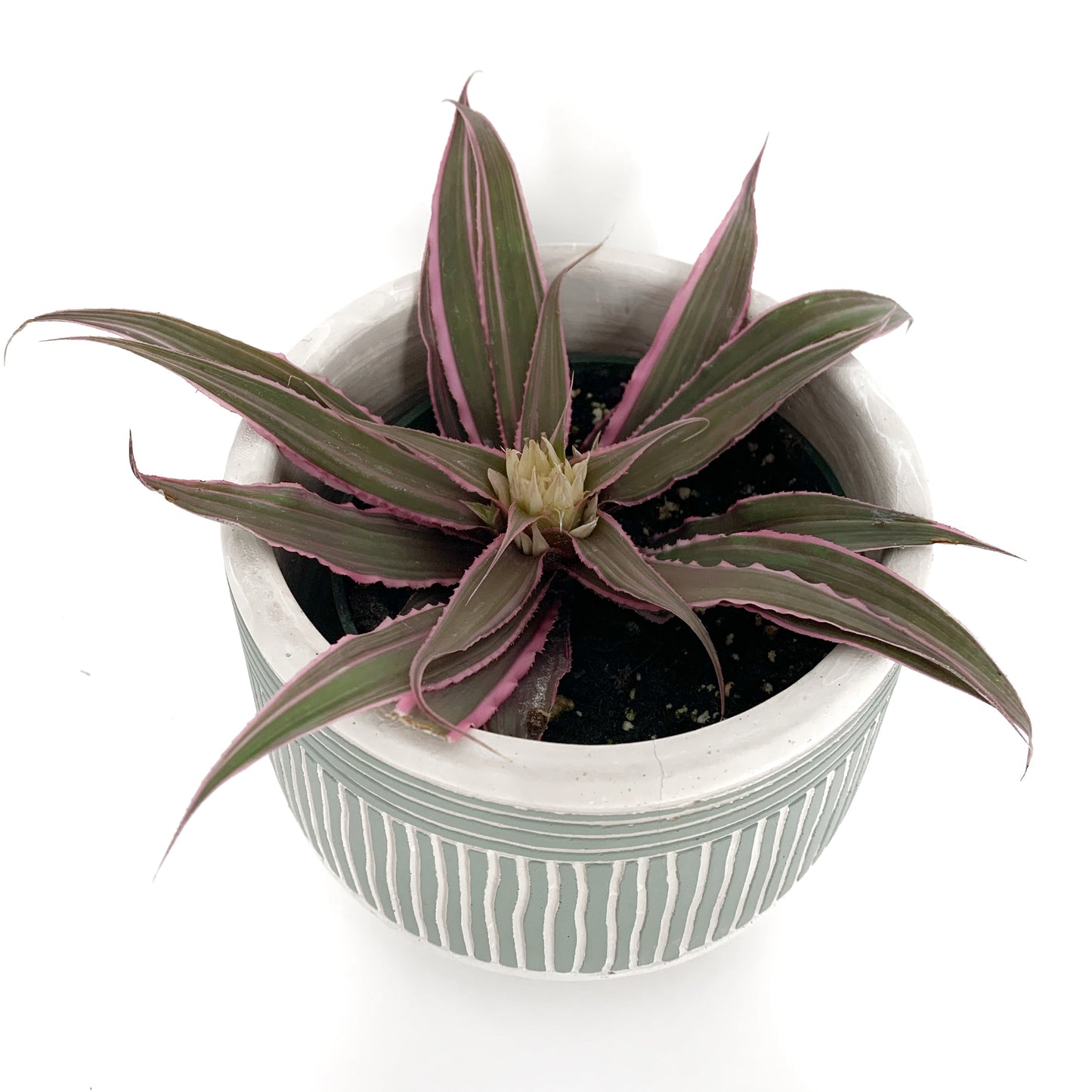Cryptanthus | 4’’