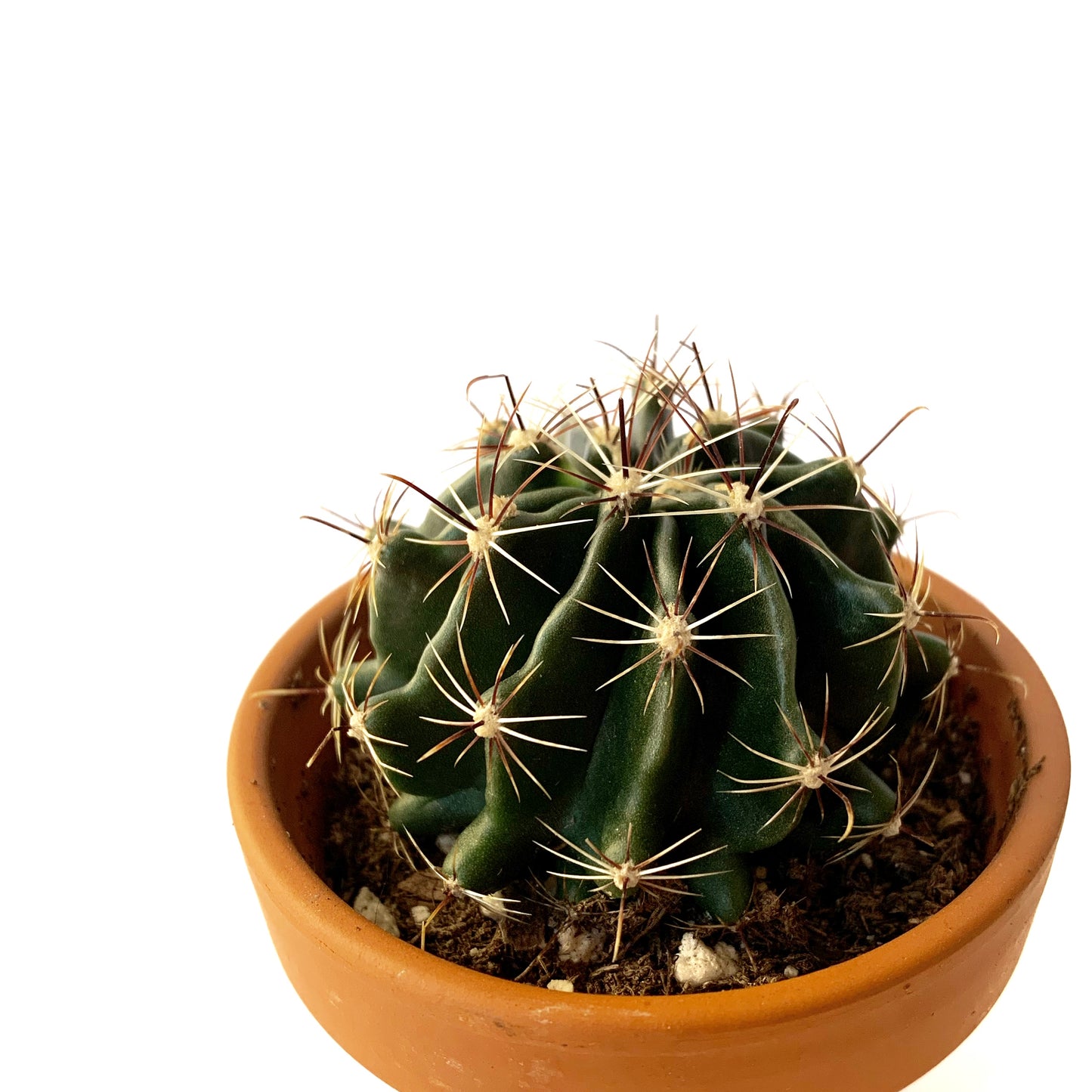 Ferocactus | 2,5"