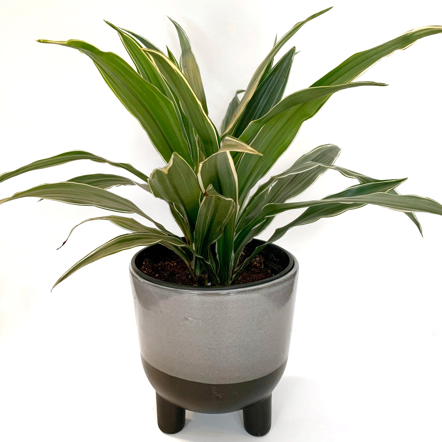 Dracaena Warneckii