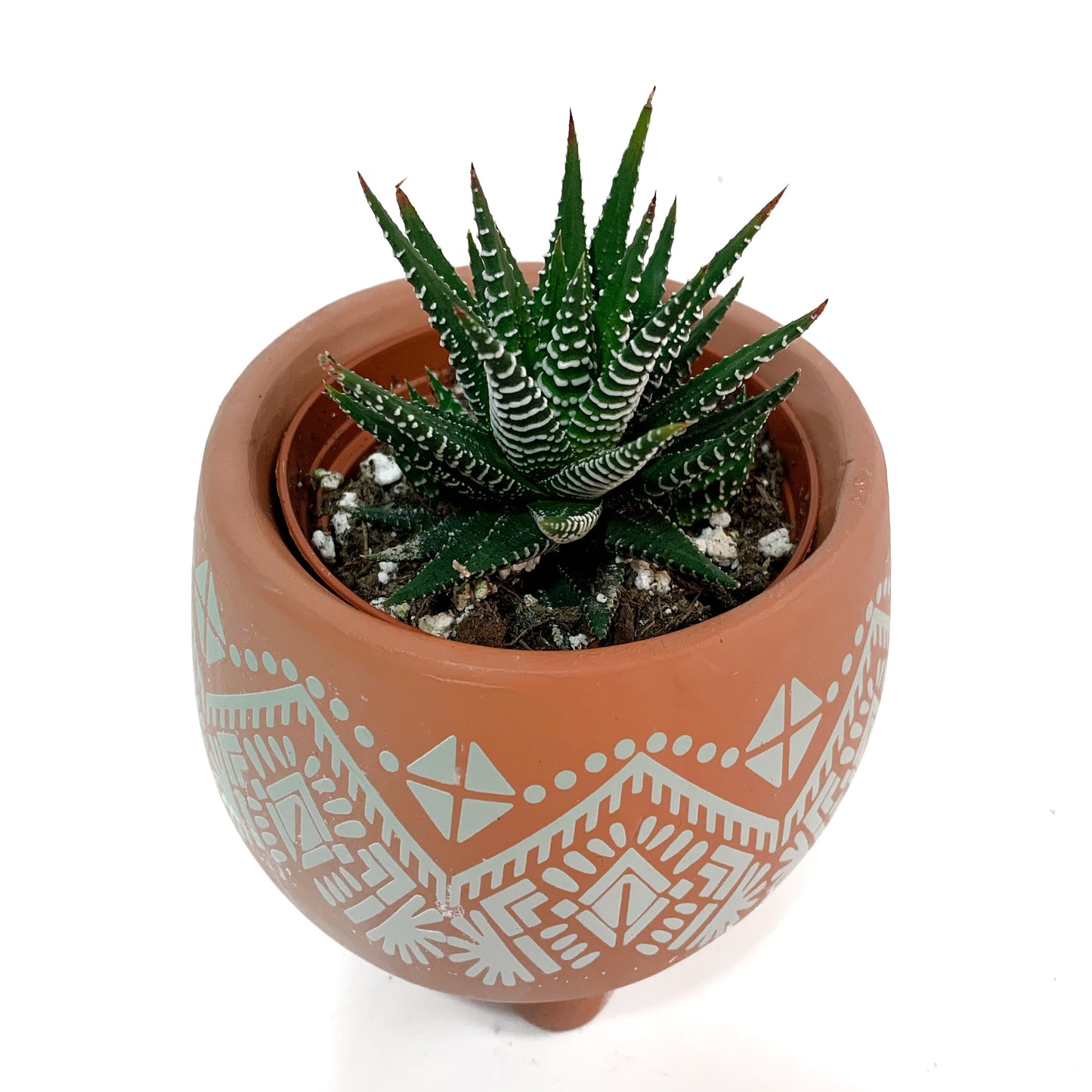 Haworthia | 2''