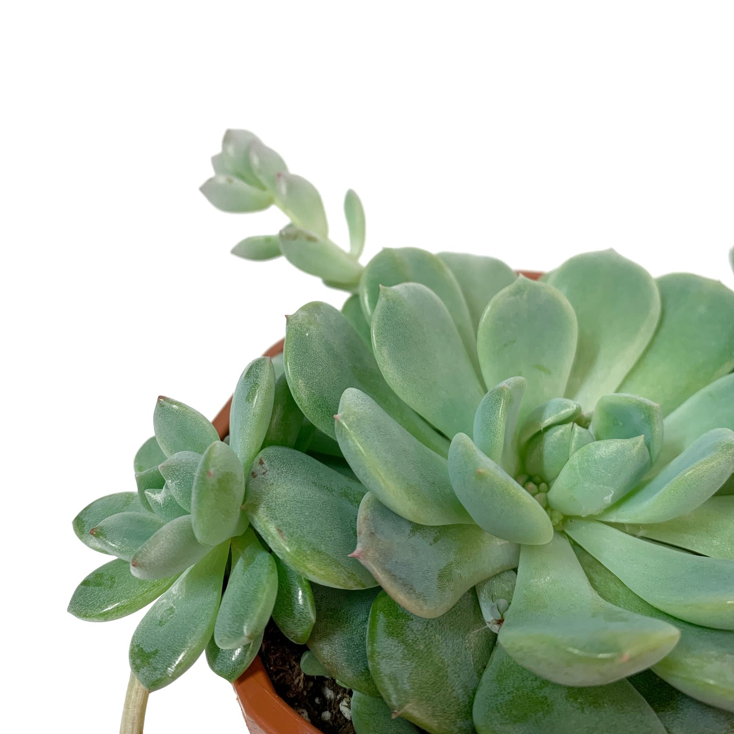 Echeveria prolifera | 5’’