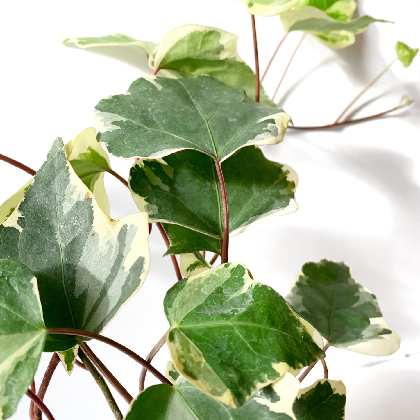 Hedera Helix